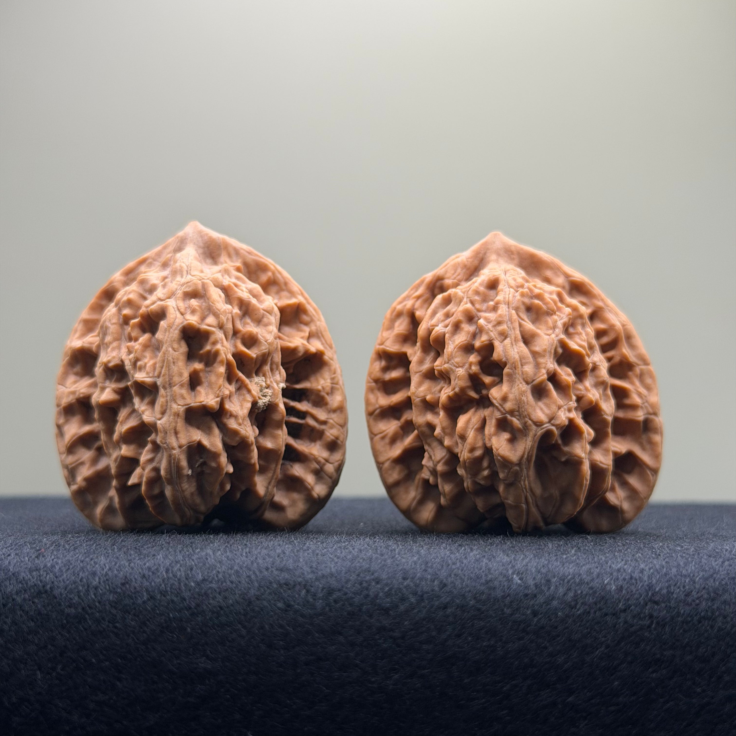 Coiled Dragon Tiger Head Wenwan Walnut · 38mm · Natural · Entry Ritual