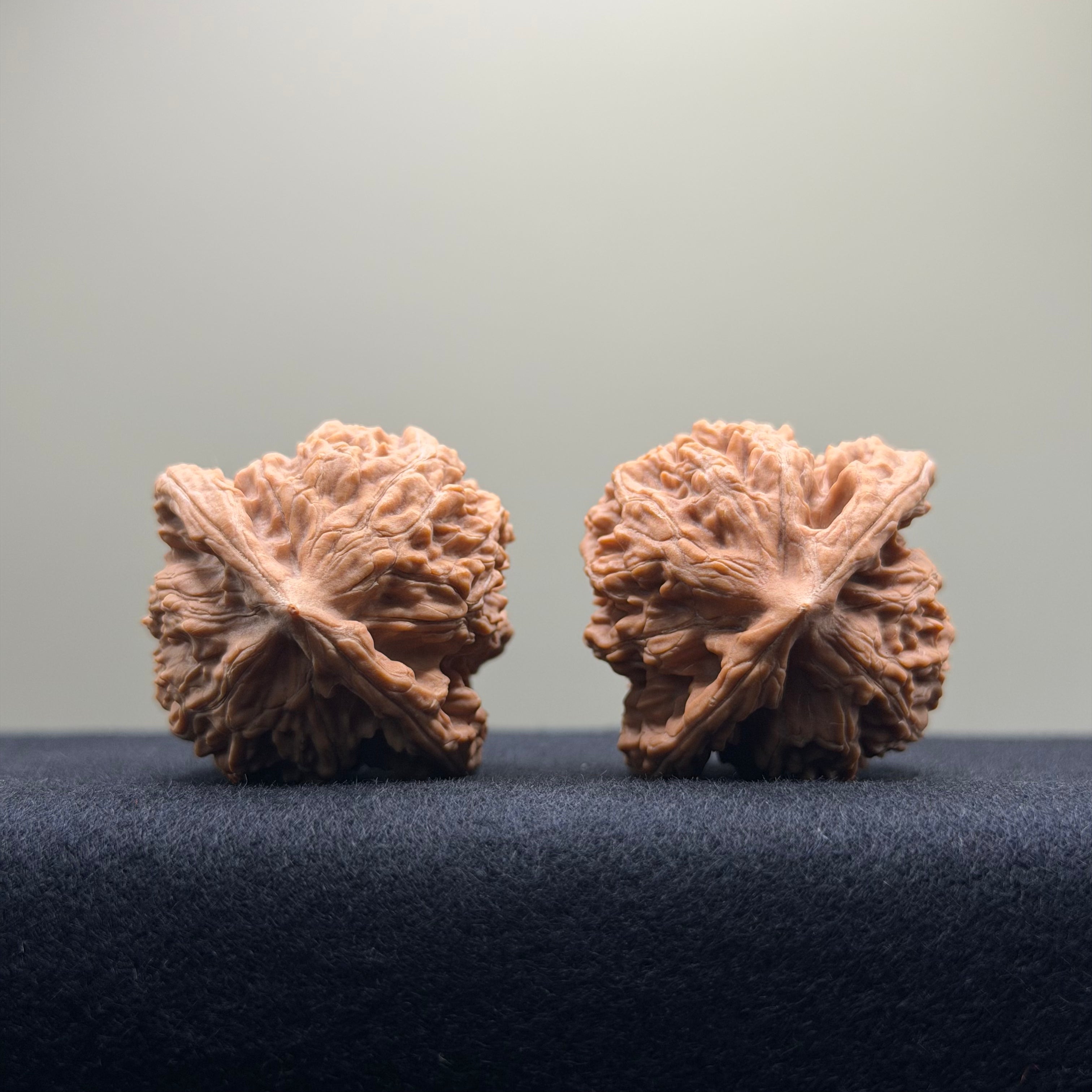 Coiled Dragon Tiger Head Wenwan Walnut · 38mm · Natural · Entry Ritual