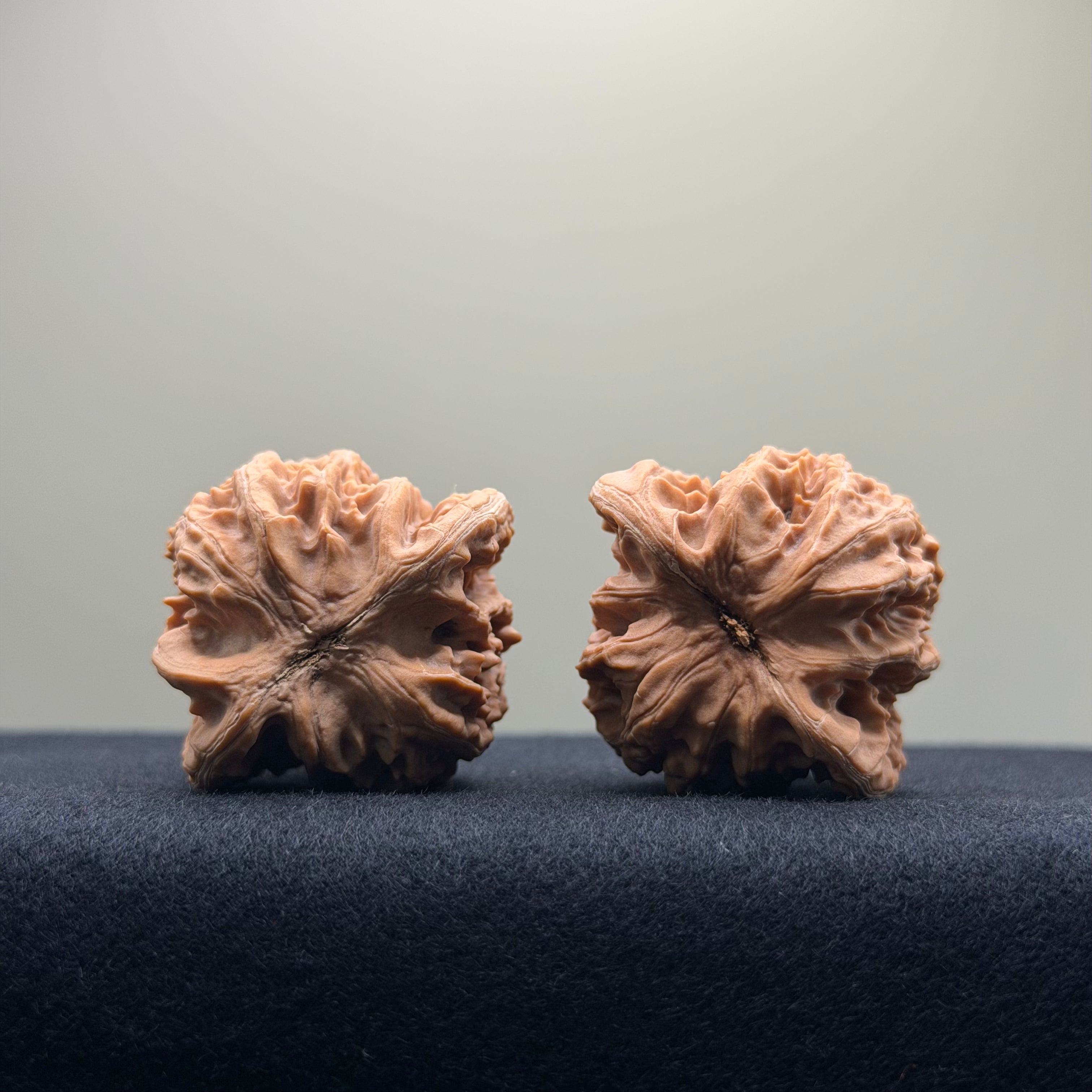 Coiled Dragon Tiger Head Wenwan Walnut · 38mm · Natural · Entry Ritual