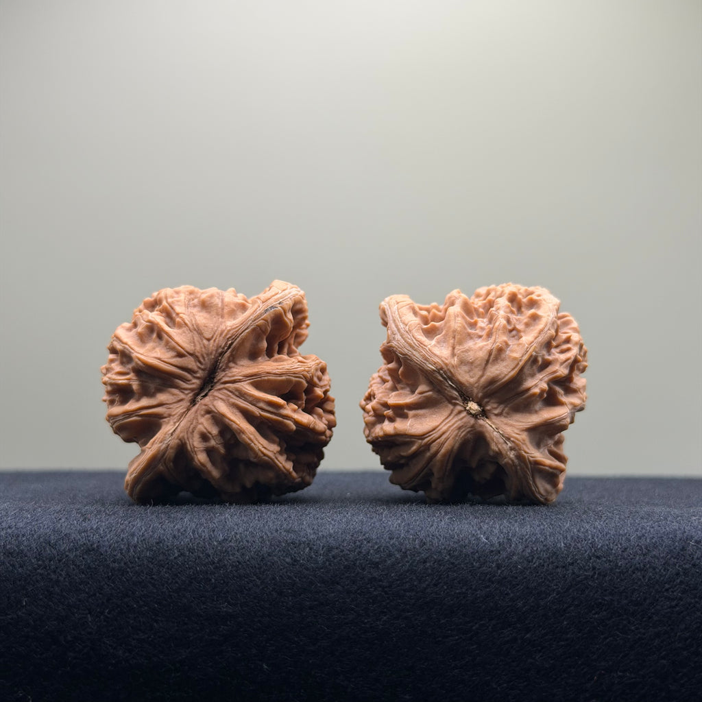 Coiled Dragon Tiger Head Wenwan Walnut · 40mm · Natural · Entry Ritual
