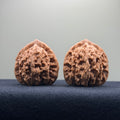 Coiled Dragon Tiger Head Wenwan Walnut · 38mm · Natural · Entry Ritual