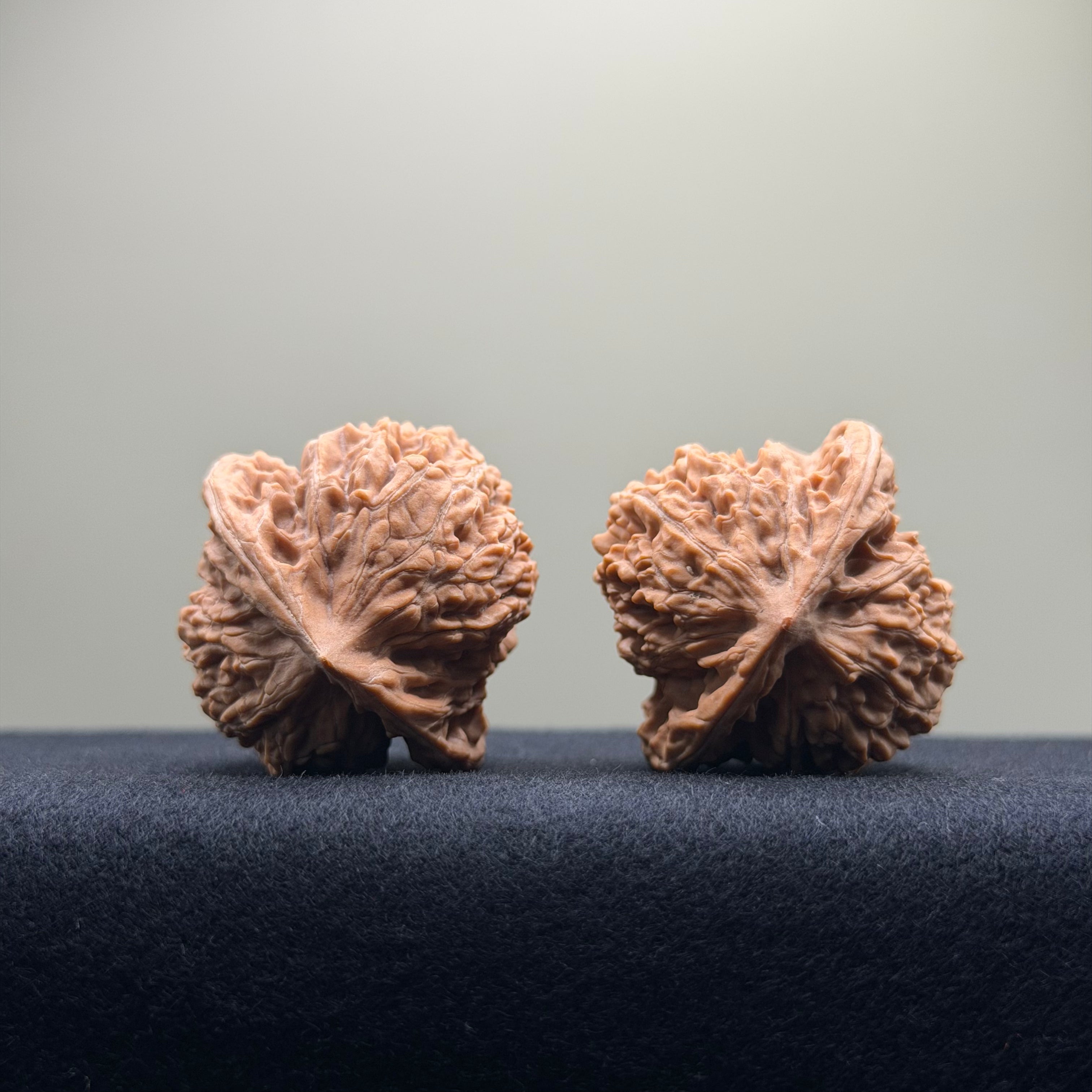 Coiled Dragon Tiger Head Wenwan Walnut · 38mm · Natural · Entry Ritual