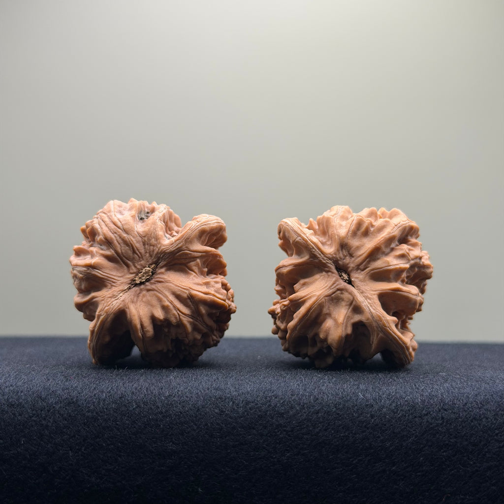 Coiled Dragon Tiger Head Wenwan Walnut · 38mm · Natural · Entry Ritual