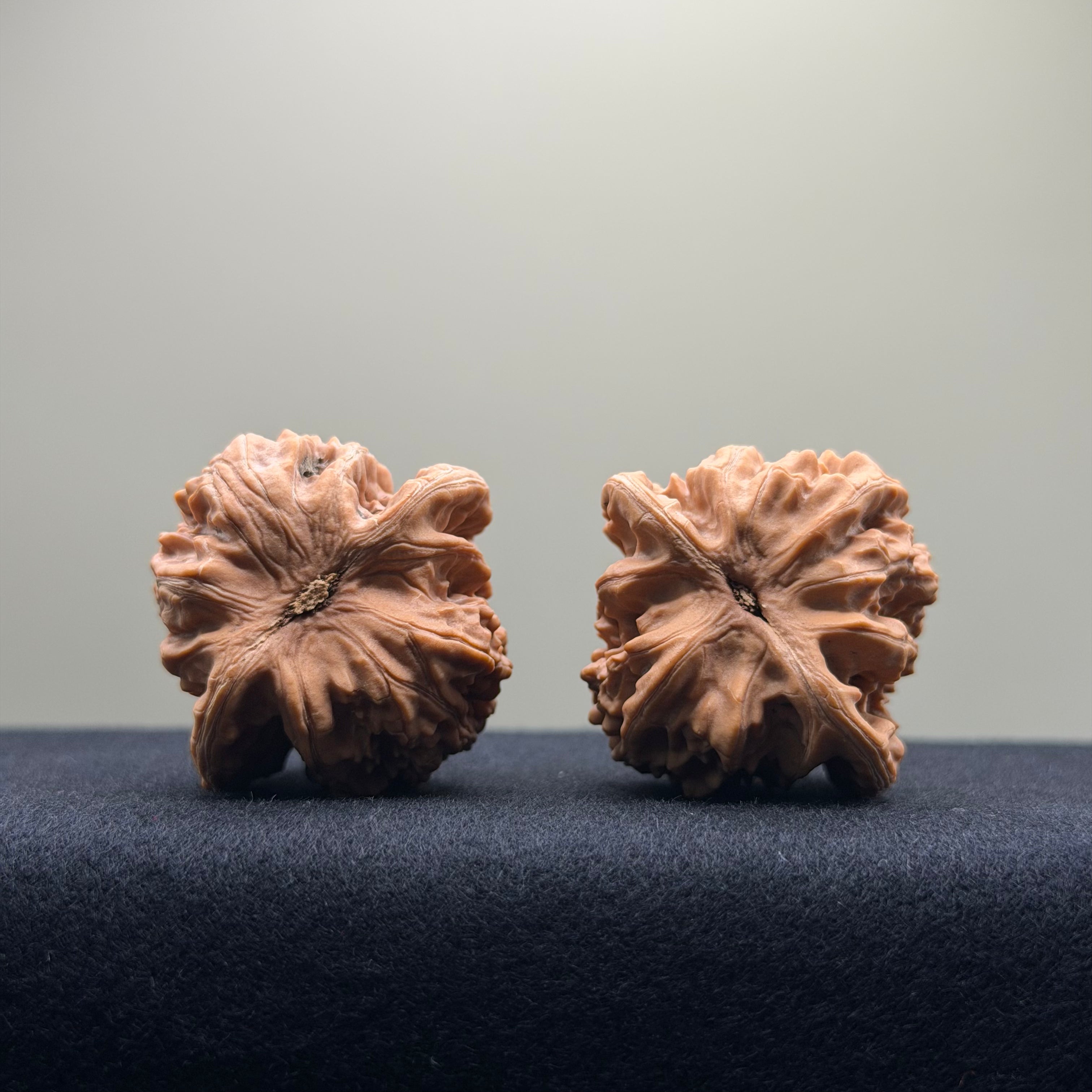 Coiled Dragon Tiger Head Wenwan Walnut · 38mm · Natural · Entry Ritual