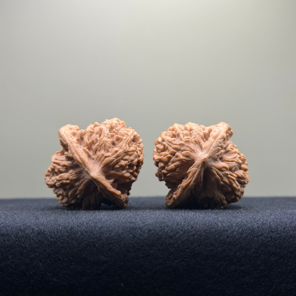Coiled Dragon Tiger Head Wenwan Walnut · 35mm · Natural · Entry Ritual