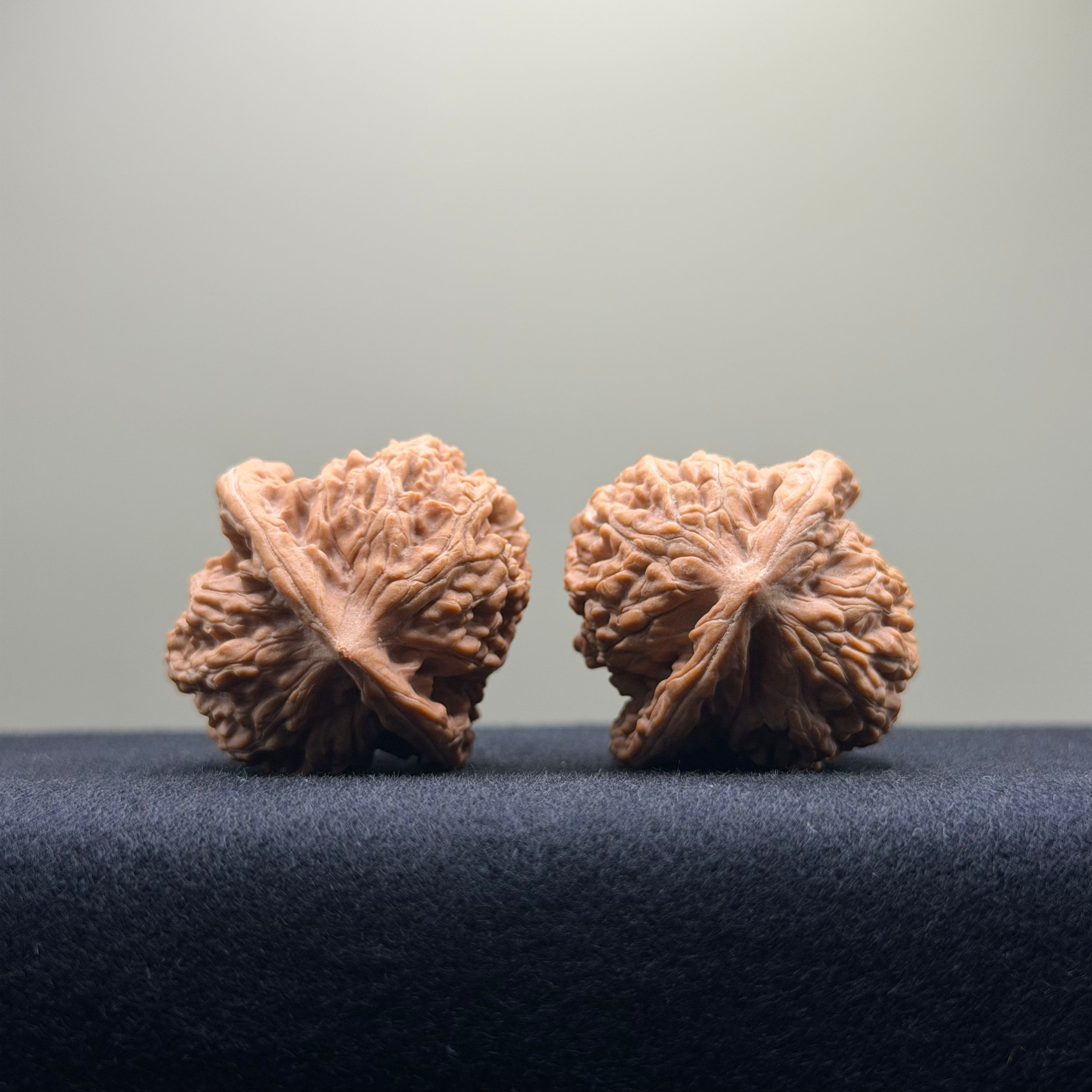 Coiled Dragon Tiger Head Wenwan Walnut · 35mm · Natural · Entry Ritual