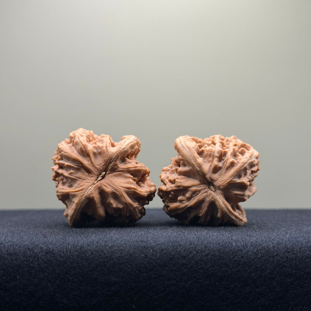 Coiled Dragon Tiger Head Wenwan Walnut · 35mm · Natural · Entry Ritual