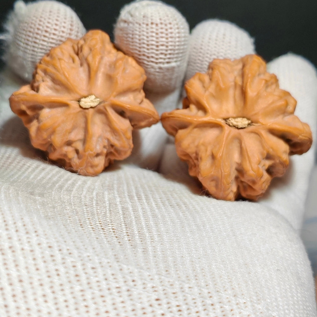 Buddha Belly Wenwan Walnut · 39mm · Natural · Sourcing Pick