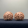 White Lion Wenwan Walnut · 36mm · Natural · Entry Ritual