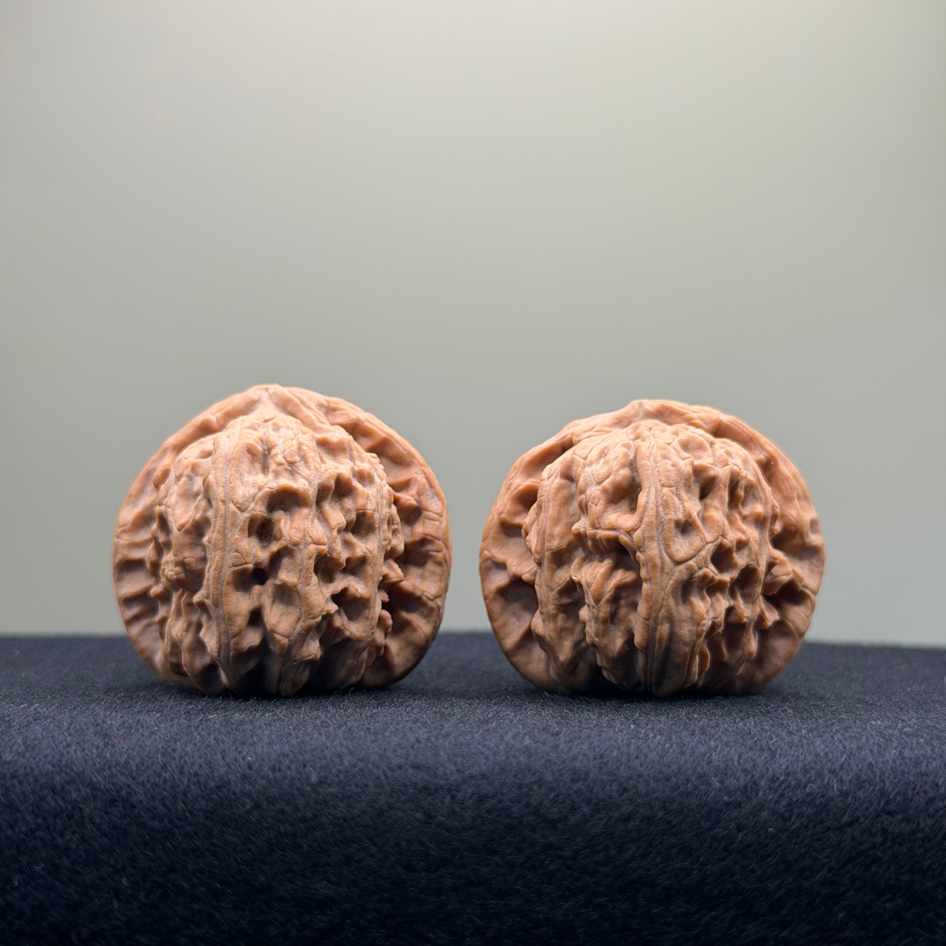 White Lion Wenwan Walnut · 36mm · Natural · Entry Ritual