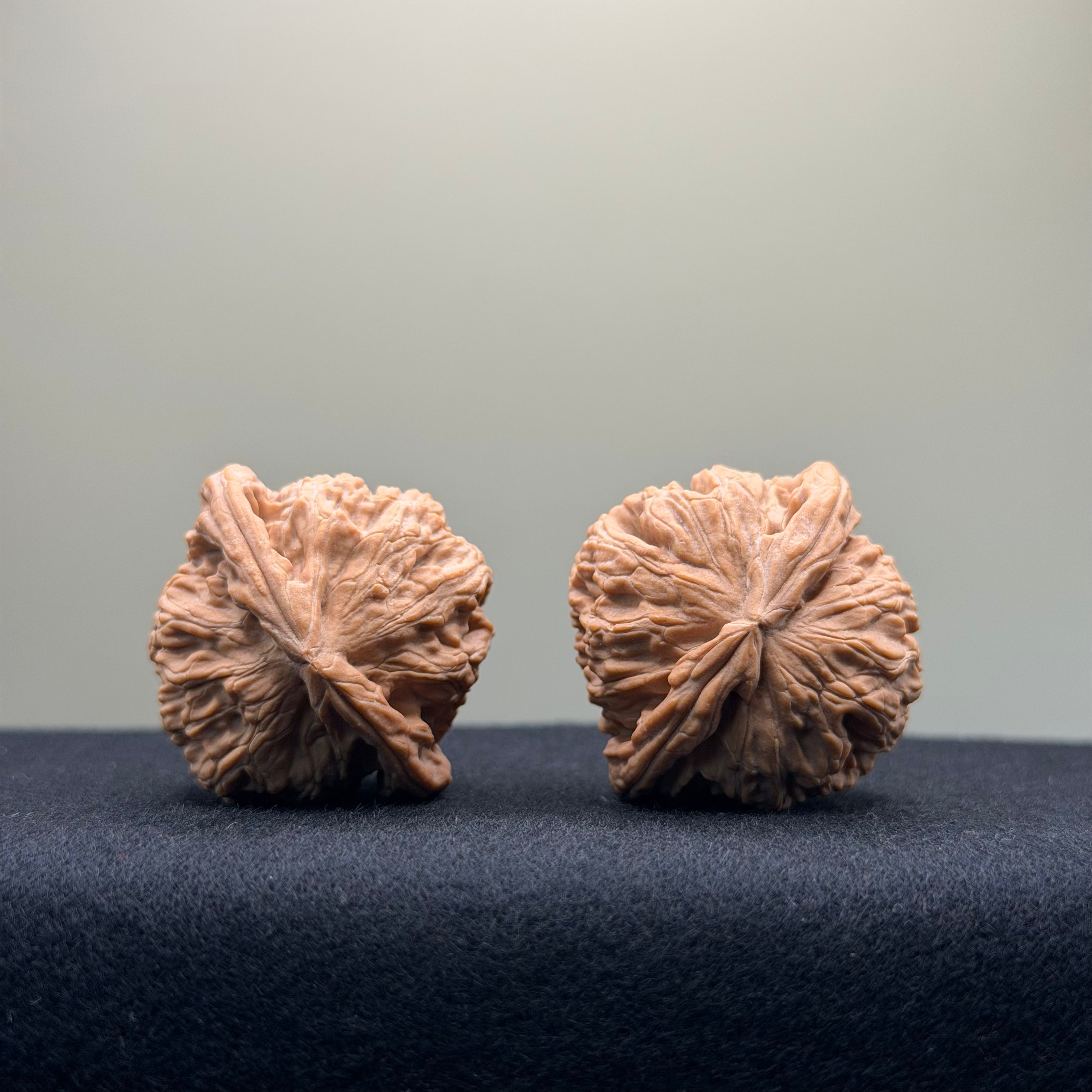 White Lion Wenwan Walnut · 36mm · Natural · Entry Ritual