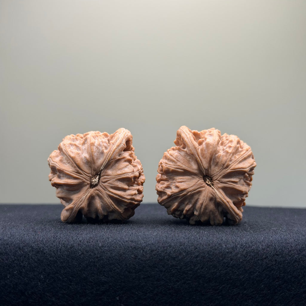 White Lion Wenwan Walnut · 36mm · Natural · Entry Ritual
