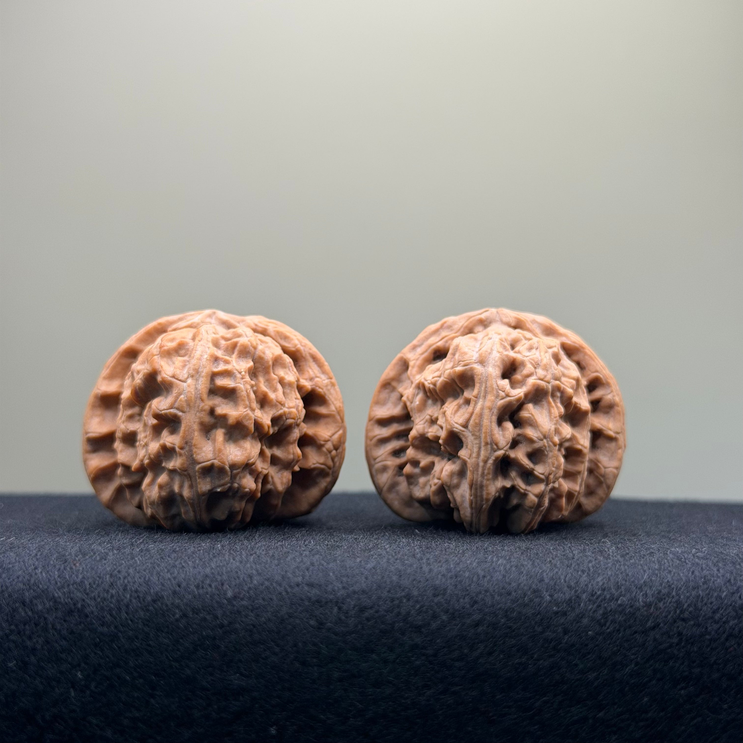 White Lion Wenwan Walnut · 36mm · Natural · Entry Ritual