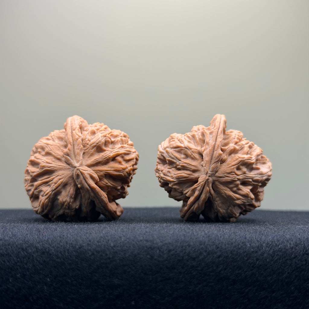 White Lion Wenwan Walnut · 36mm · Natural · Entry Ritual