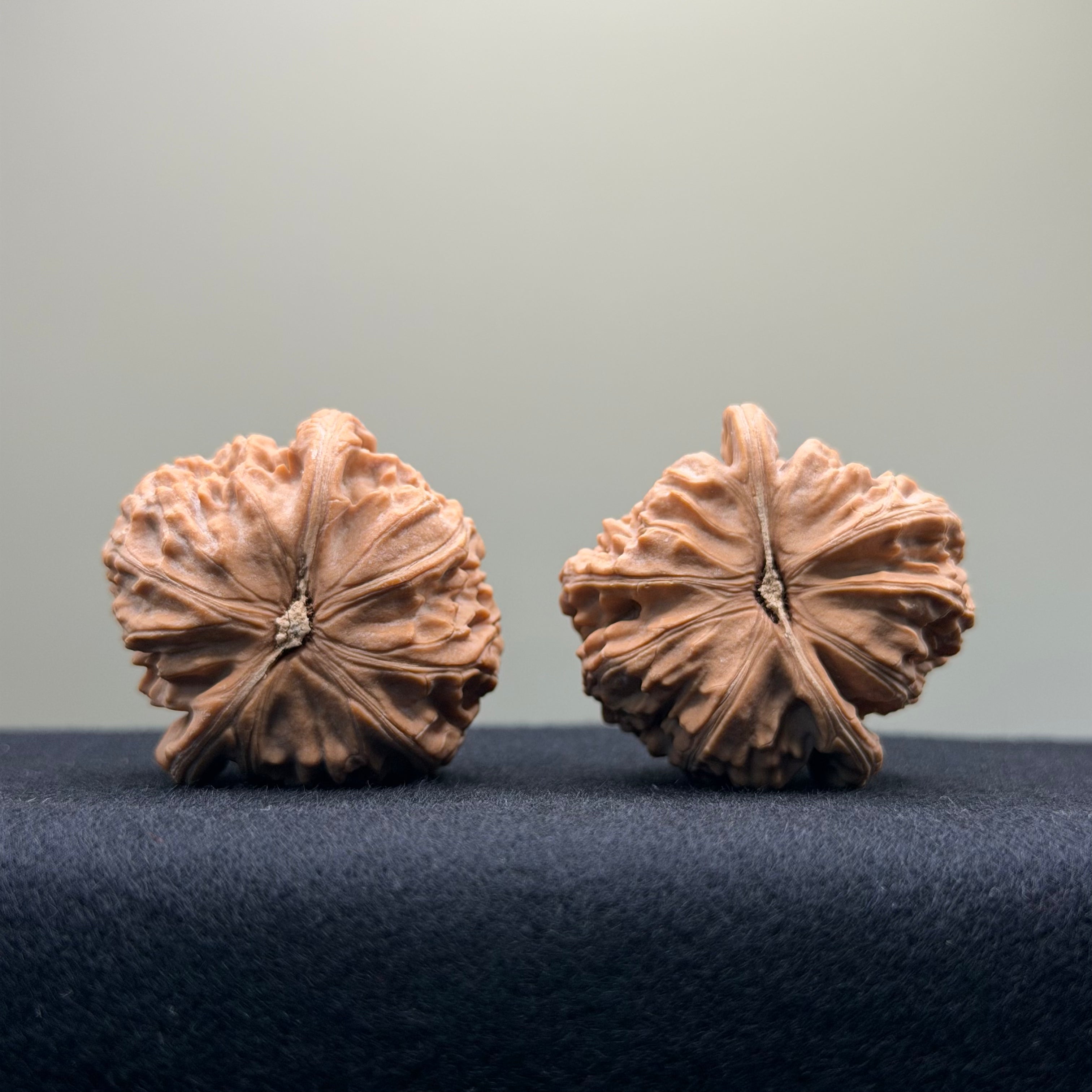 White Lion Wenwan Walnut · 36mm · Natural · Entry Ritual