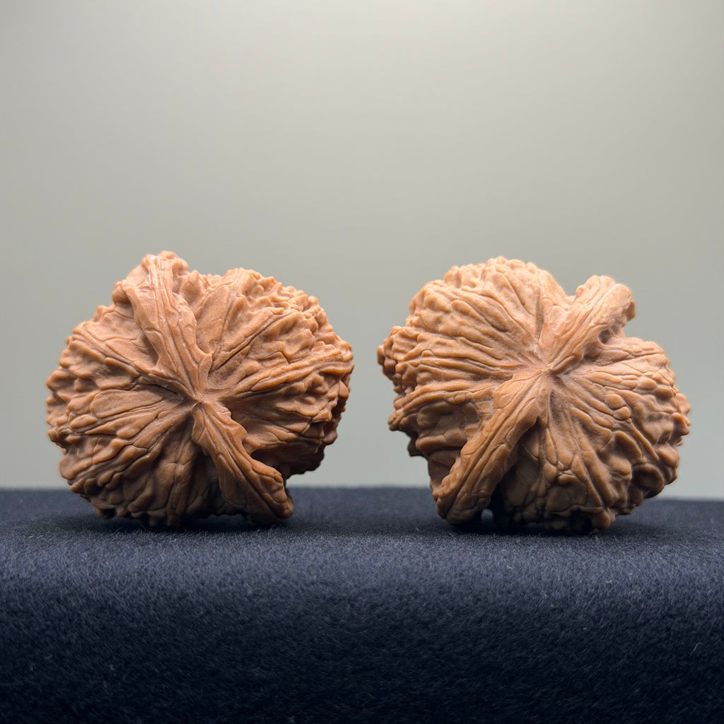 White Lion Wenwan Walnut · 43mm · Entry Ritual