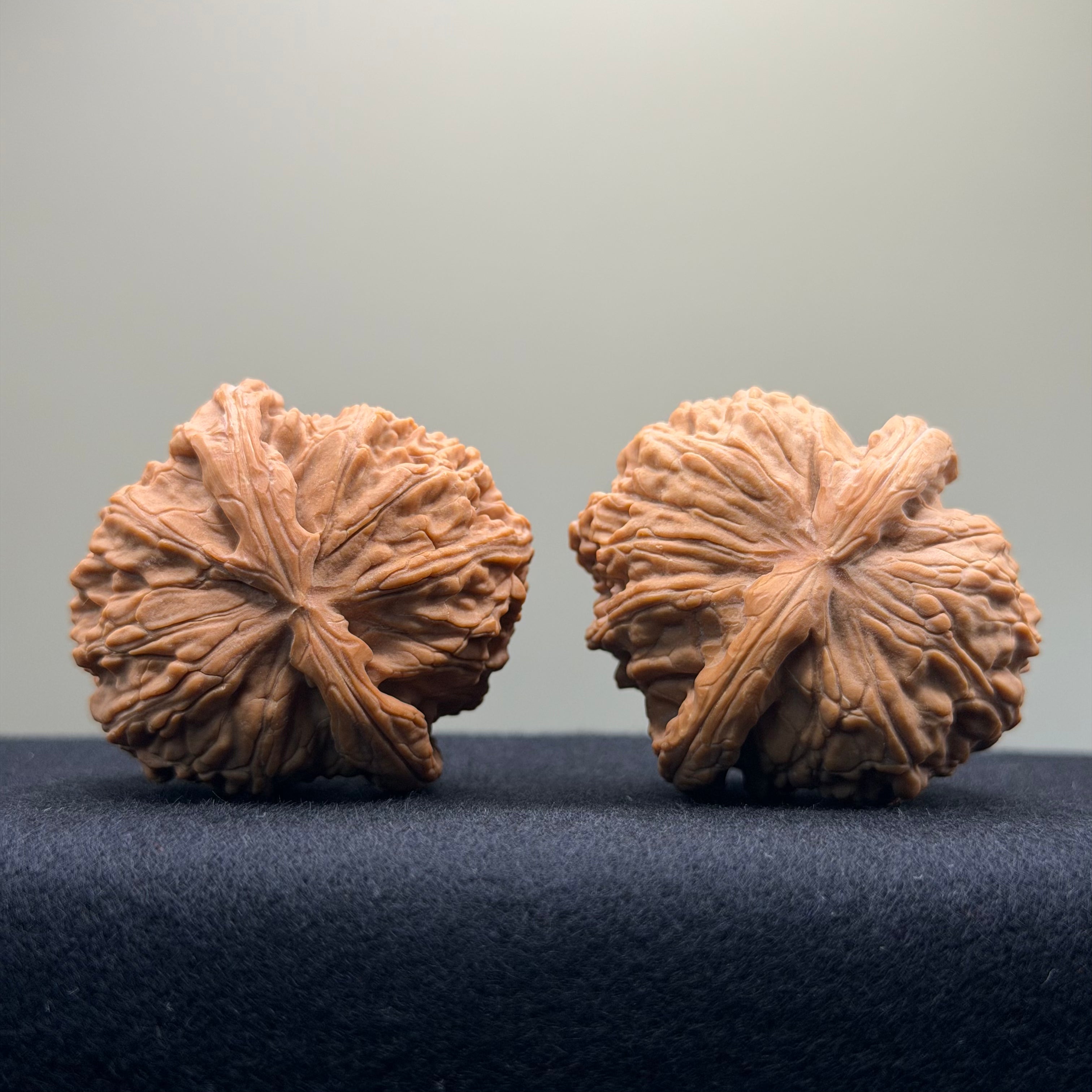 White Lion Wenwan Walnut · 43mm · Entry Ritual