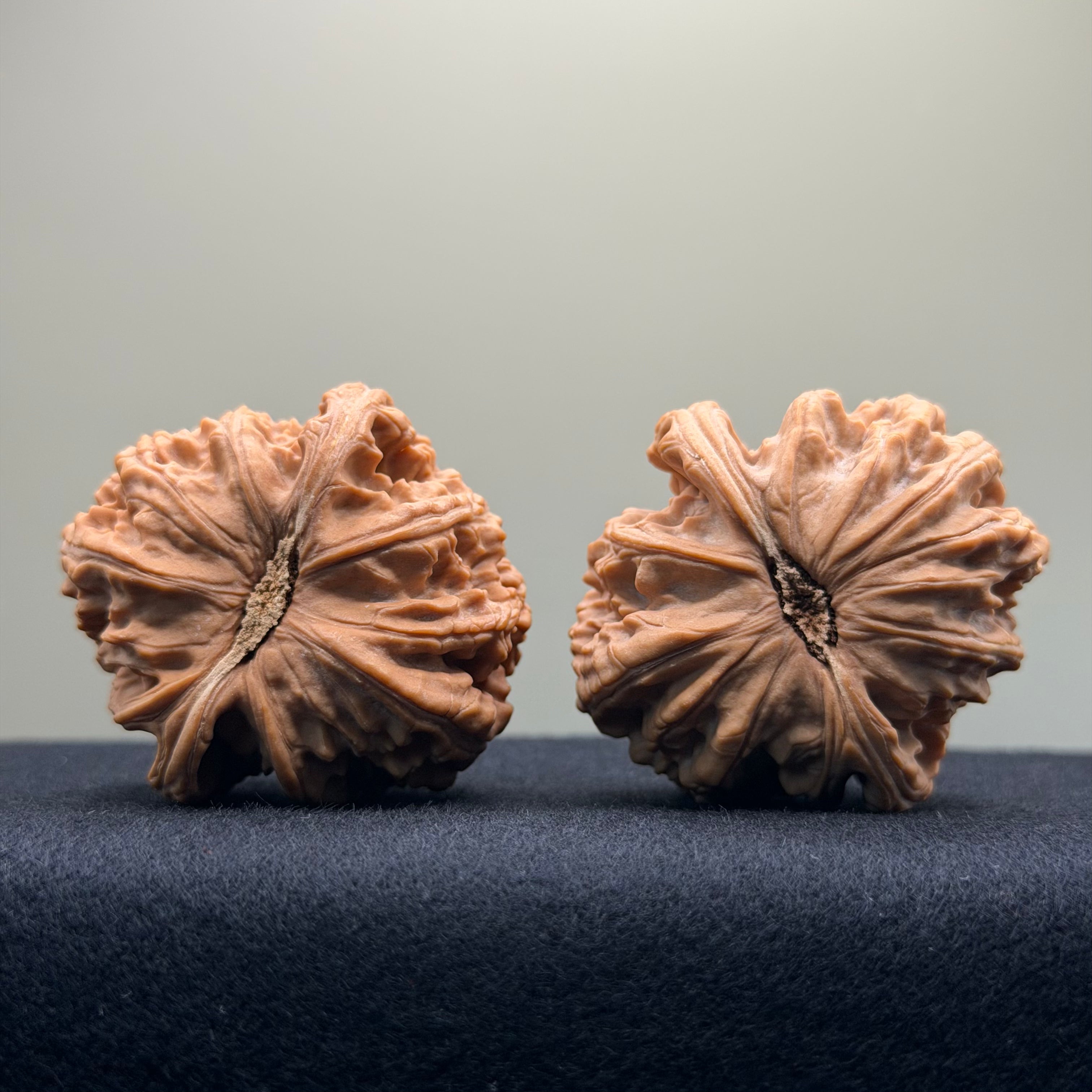 White Lion Wenwan Walnut · 43mm · Entry Ritual