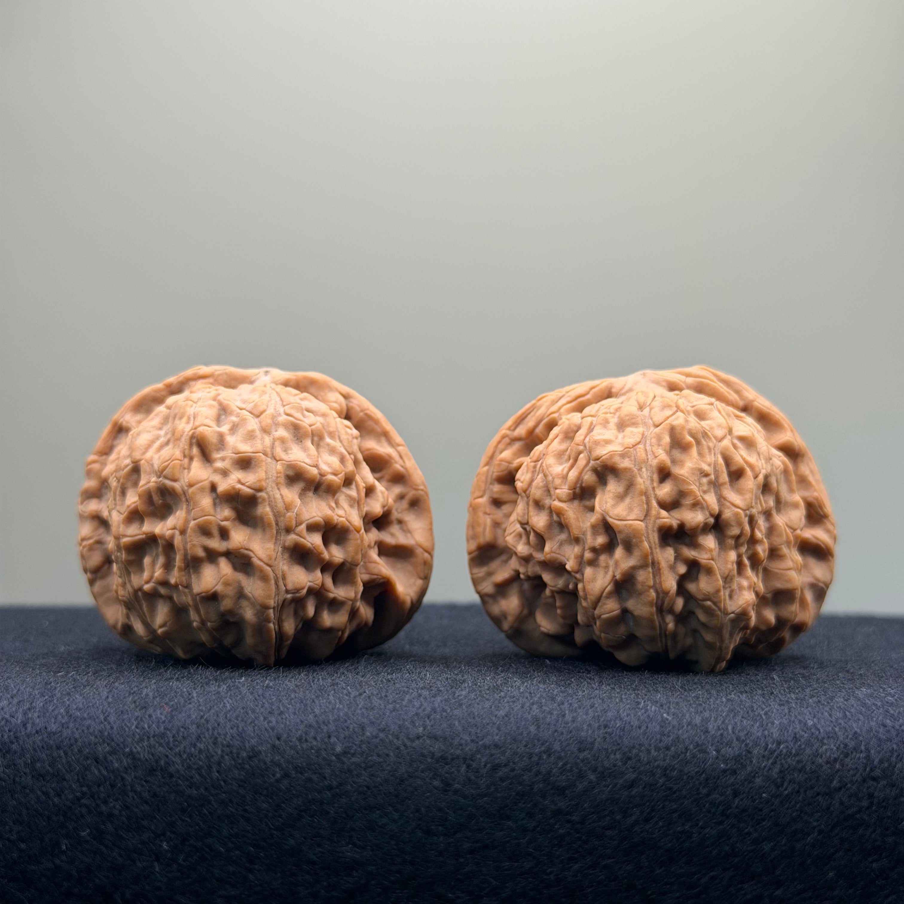White Lion Wenwan Walnut · 42mm · Natural · Entry Ritual