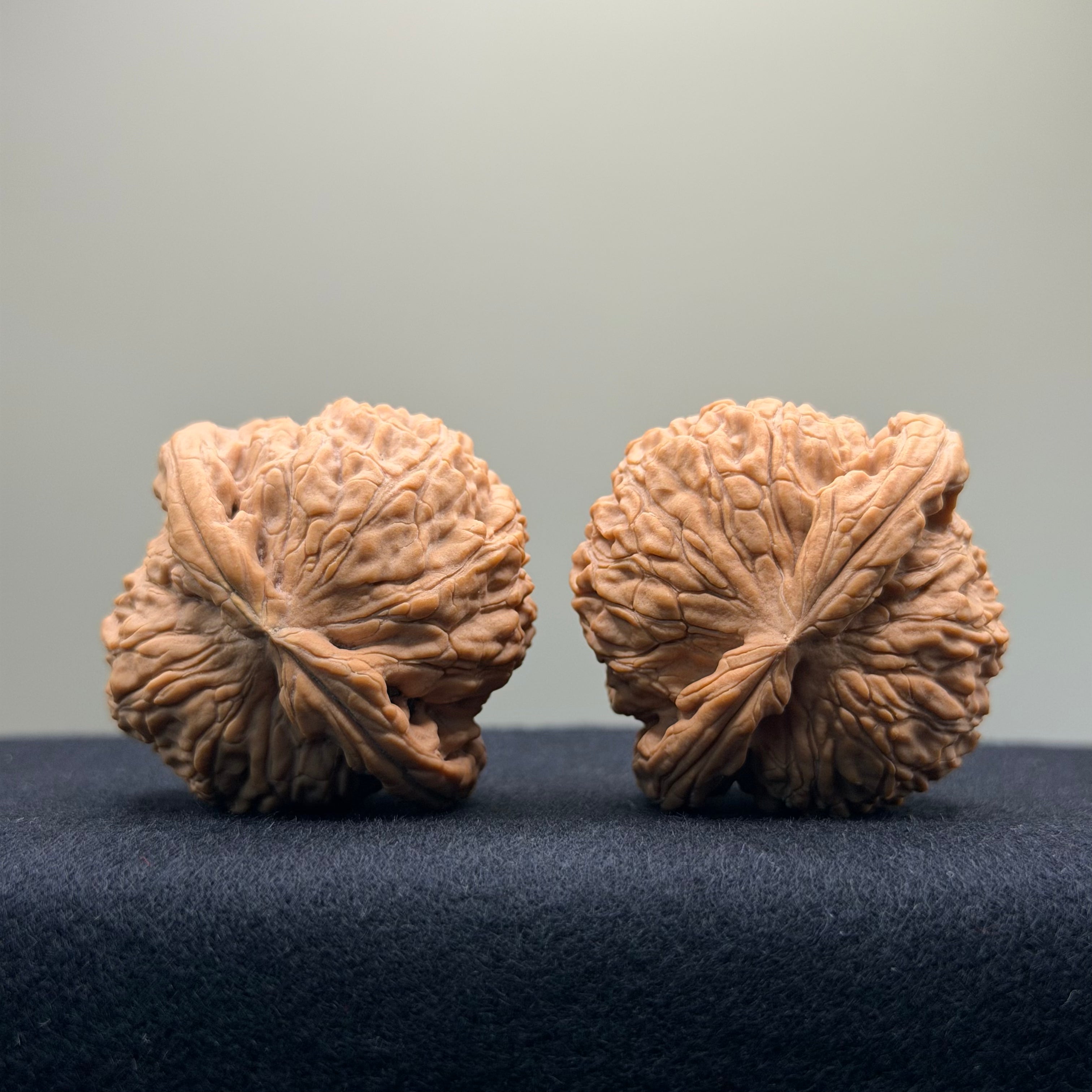 White Lion Wenwan Walnut · 42mm · Natural · Entry Ritual
