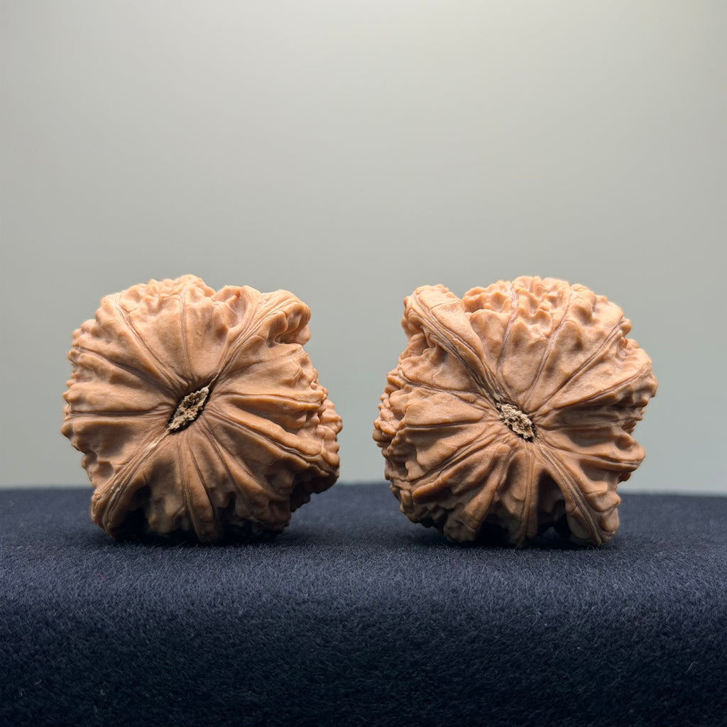 White Lion Wenwan Walnut · 42mm · Natural · Entry Ritual