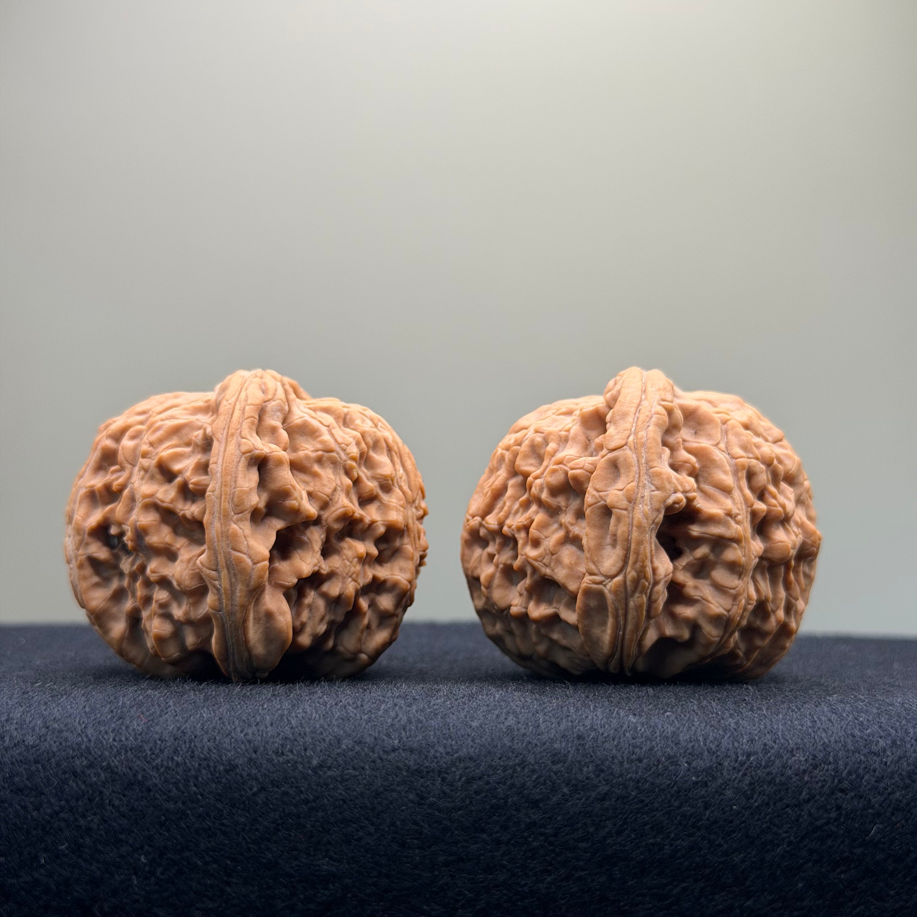 White Lion Wenwan Walnut · 40mm · Natural · Entry Ritual