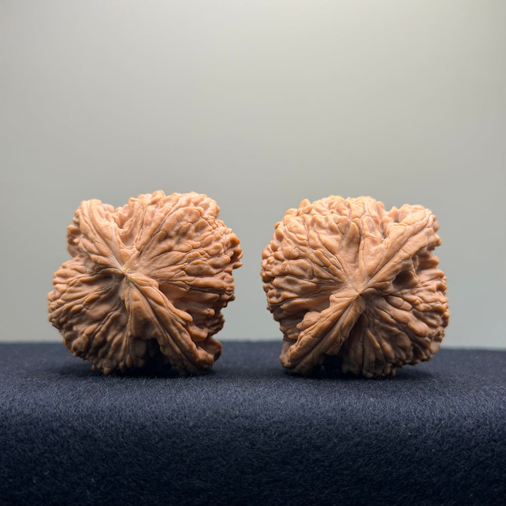 White Lion Wenwan Walnut · 40mm · Natural · Entry Ritual