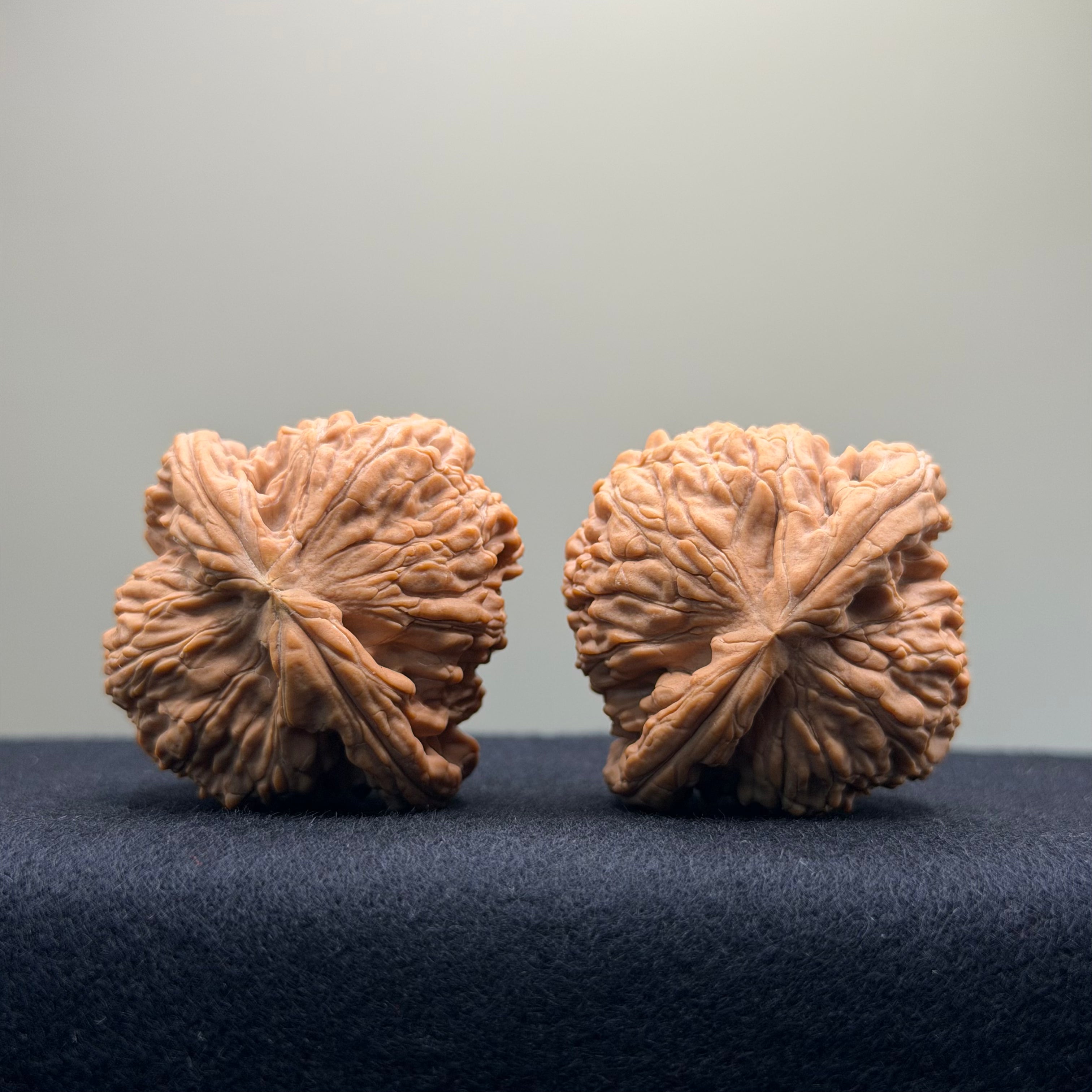 White Lion Wenwan Walnut · 40mm · Natural · Entry Ritual