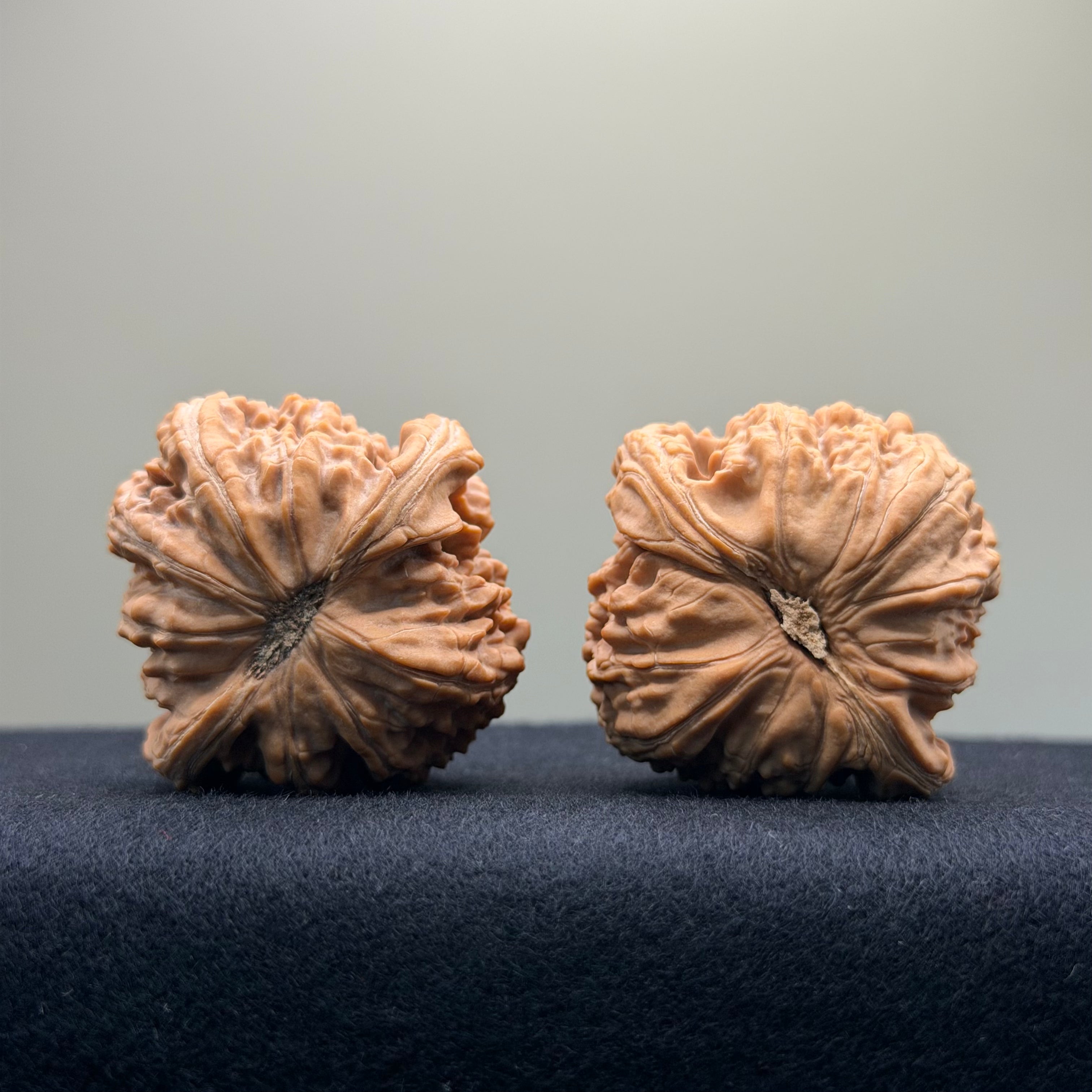 White Lion Wenwan Walnut · 40mm · Natural · Entry Ritual