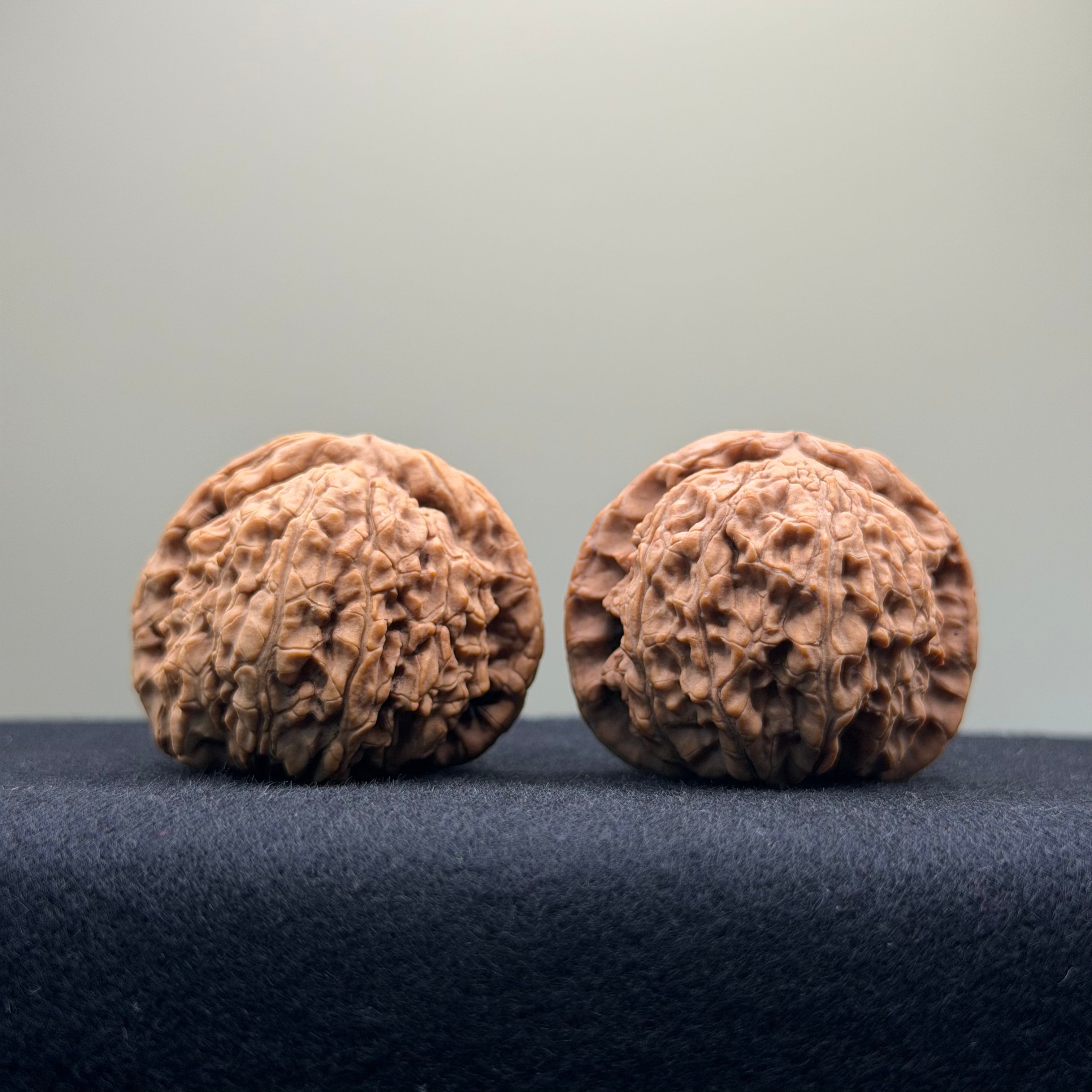 White Lion Wenwan Walnut · 38mm · Natural · Entry Ritual