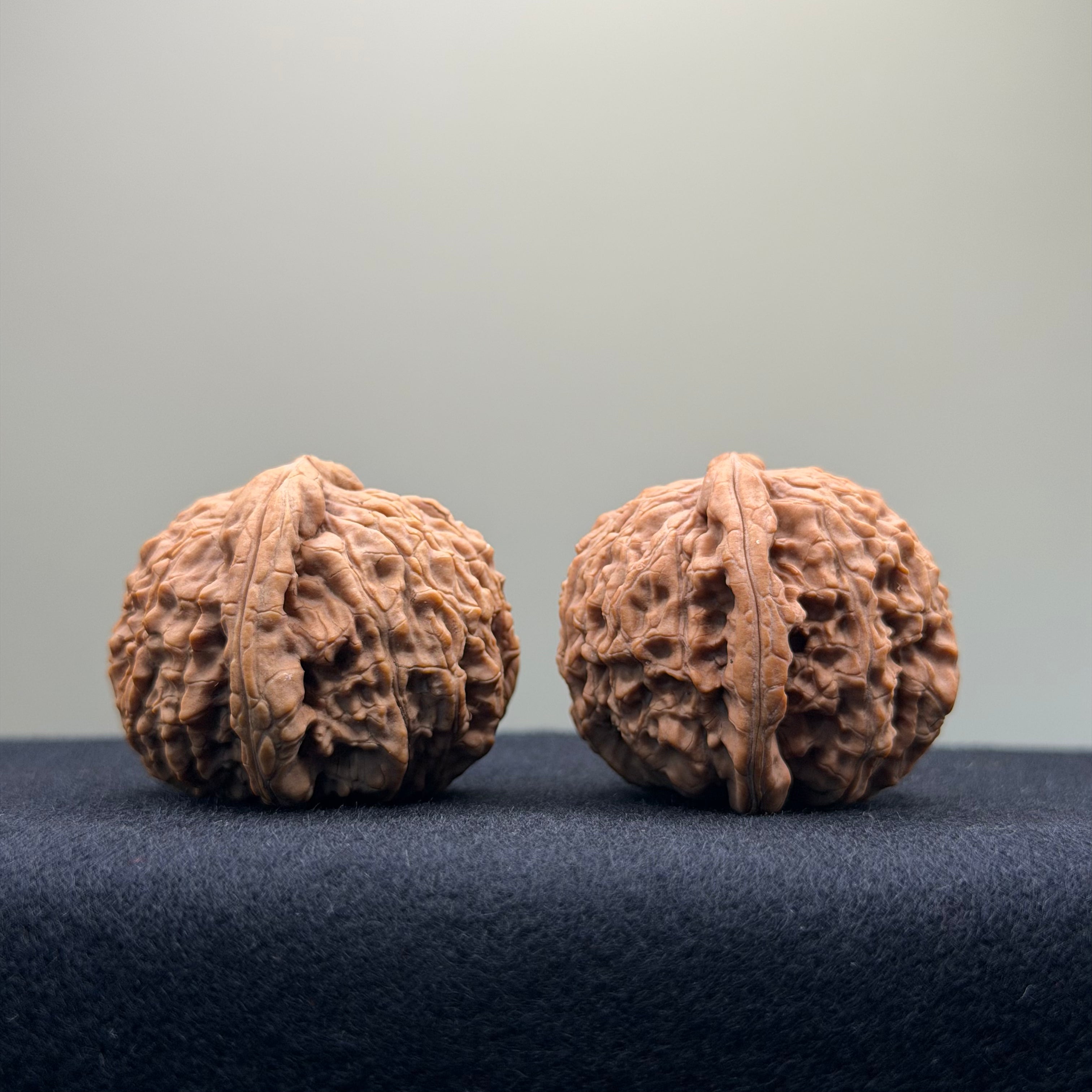 White Lion Wenwan Walnut · 38mm · Natural · Entry Ritual