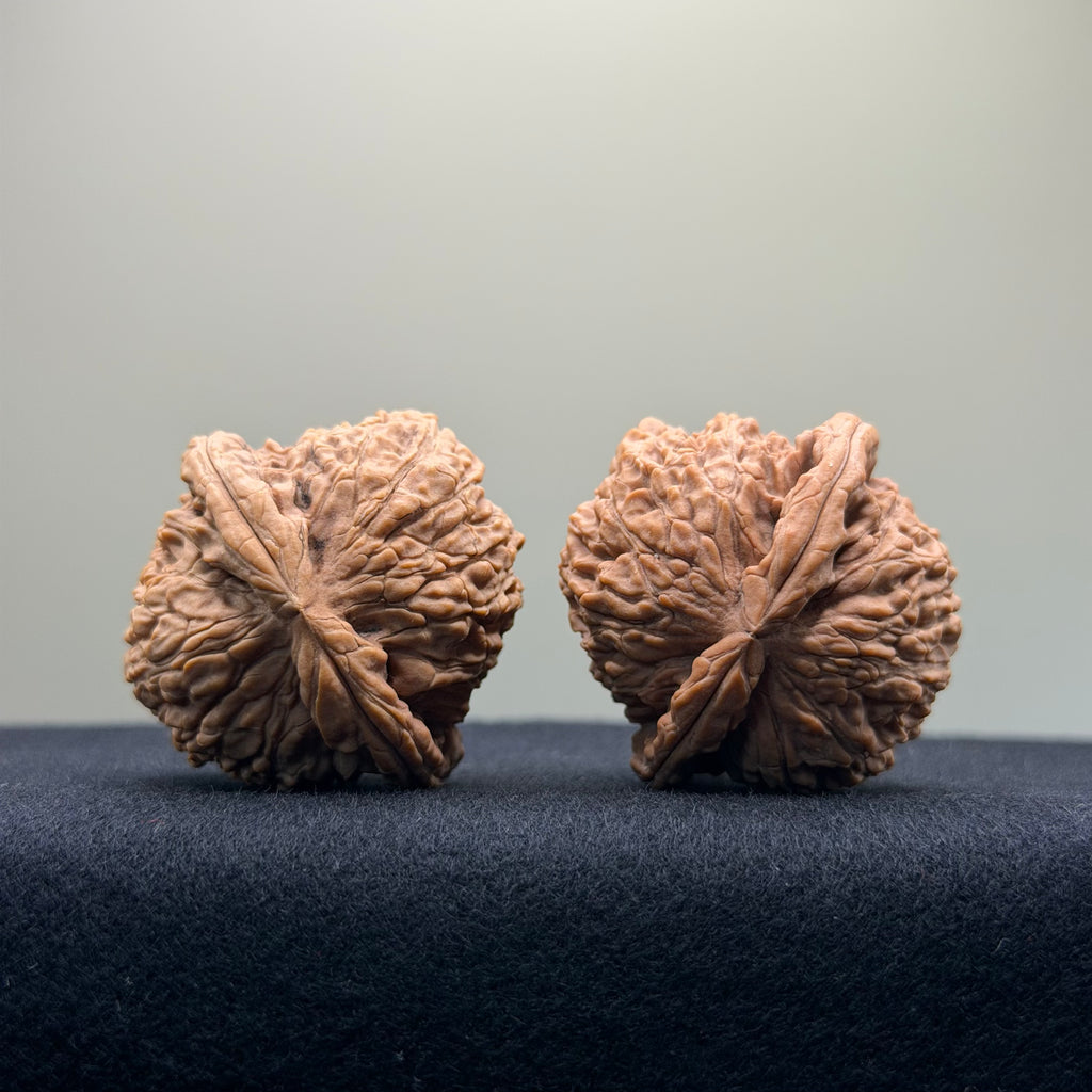 White Lion Wenwan Walnut · 38mm · Natural · Entry Ritual