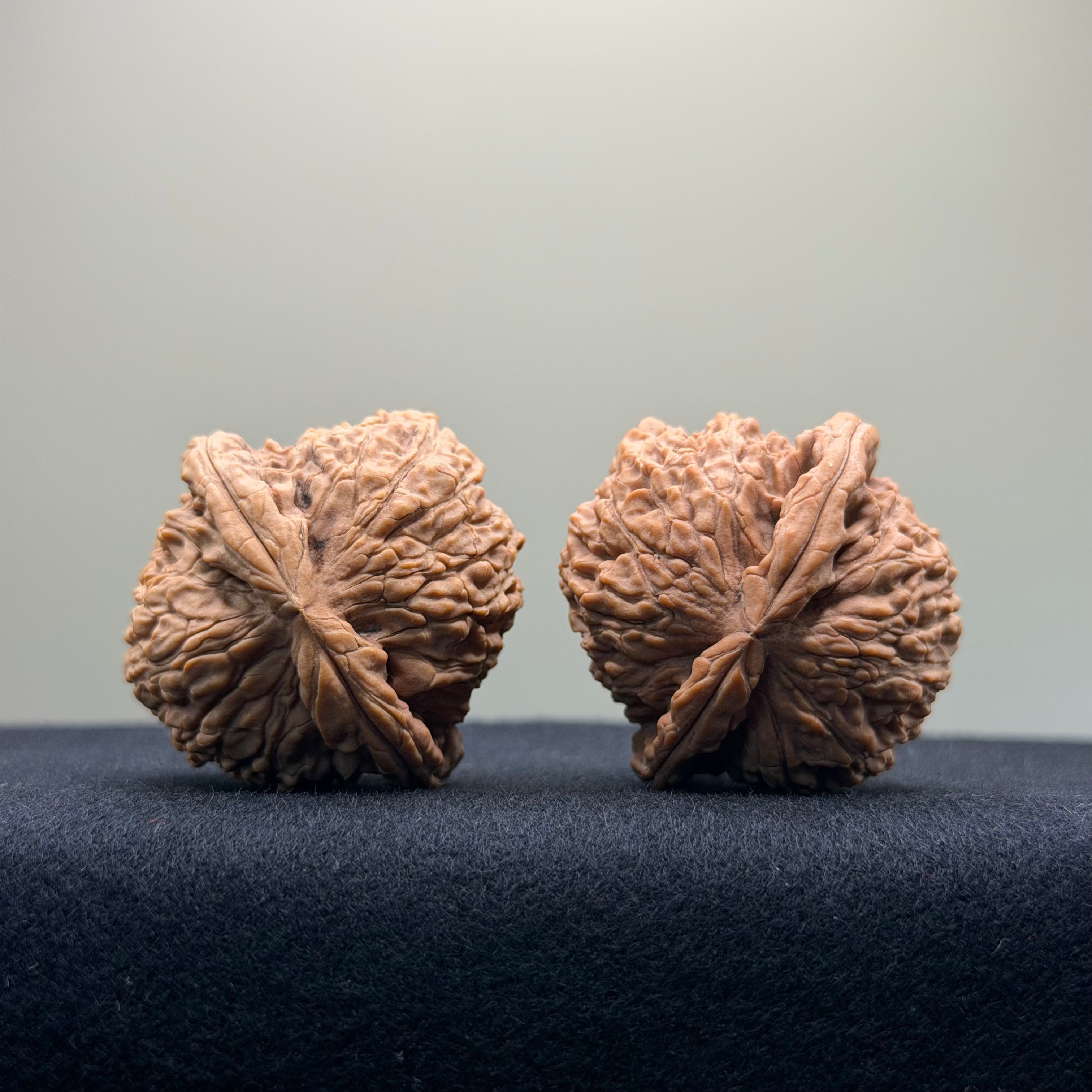 White Lion Wenwan Walnut · 38mm · Natural · Entry Ritual