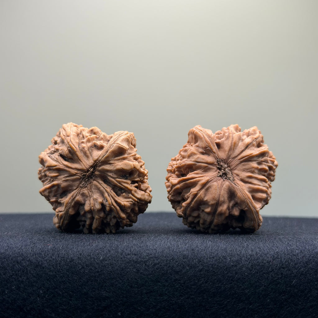 White Lion Wenwan Walnut · 38mm · Natural · Entry Ritual
