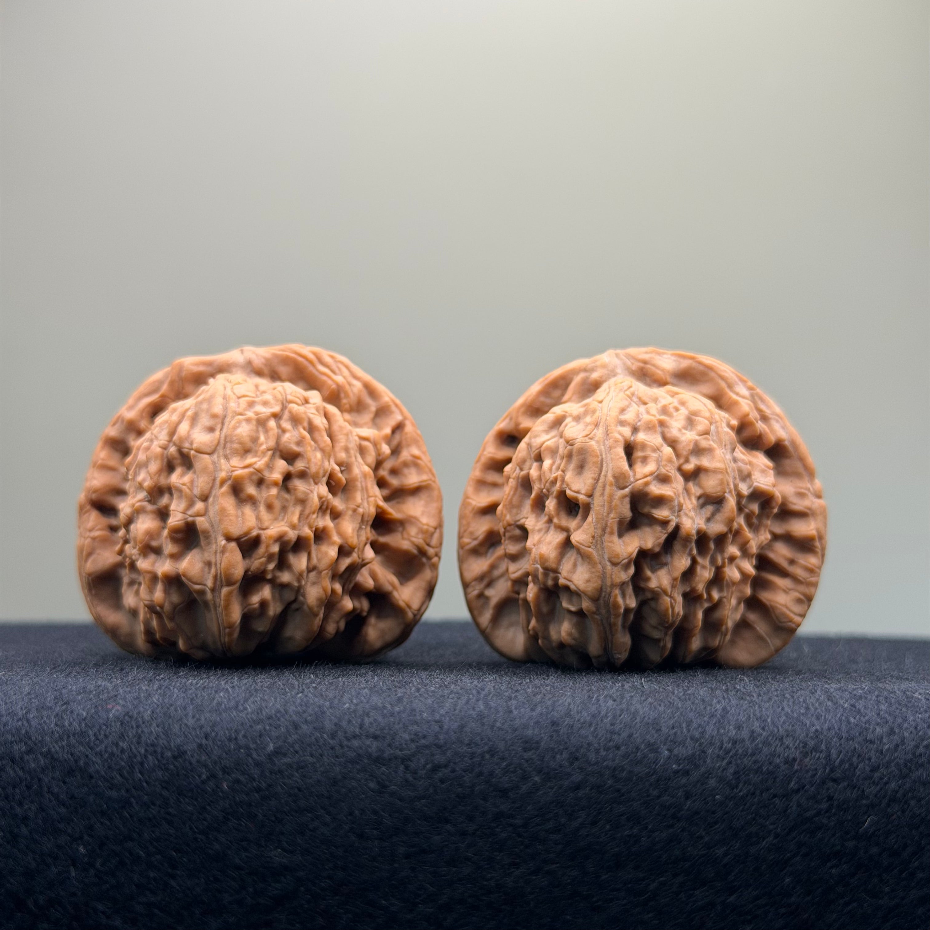 White Lion Wenwan Walnut · 40mm · Natural · Entry Ritual