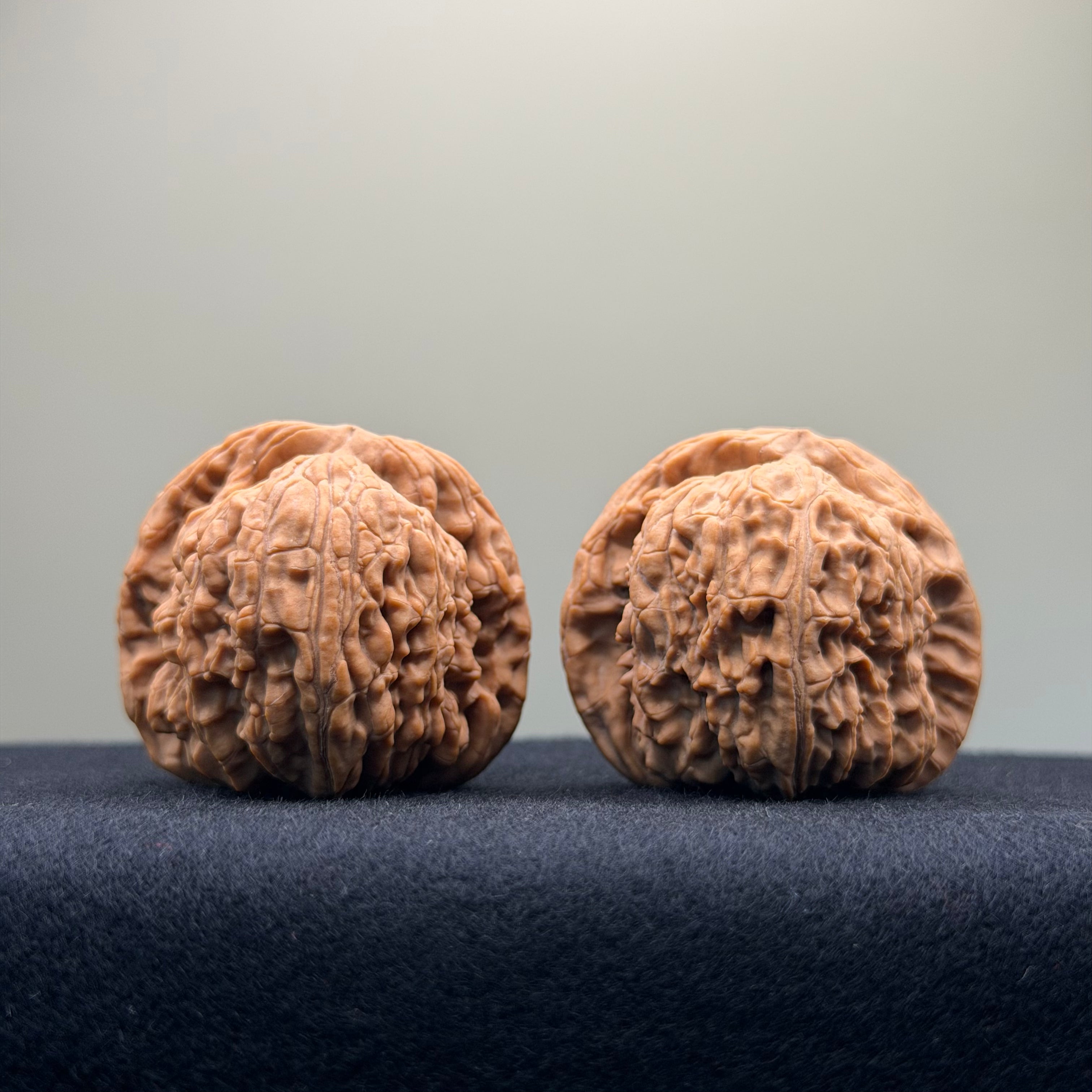 White Lion Wenwan Walnut · 40mm · Natural · Entry Ritual