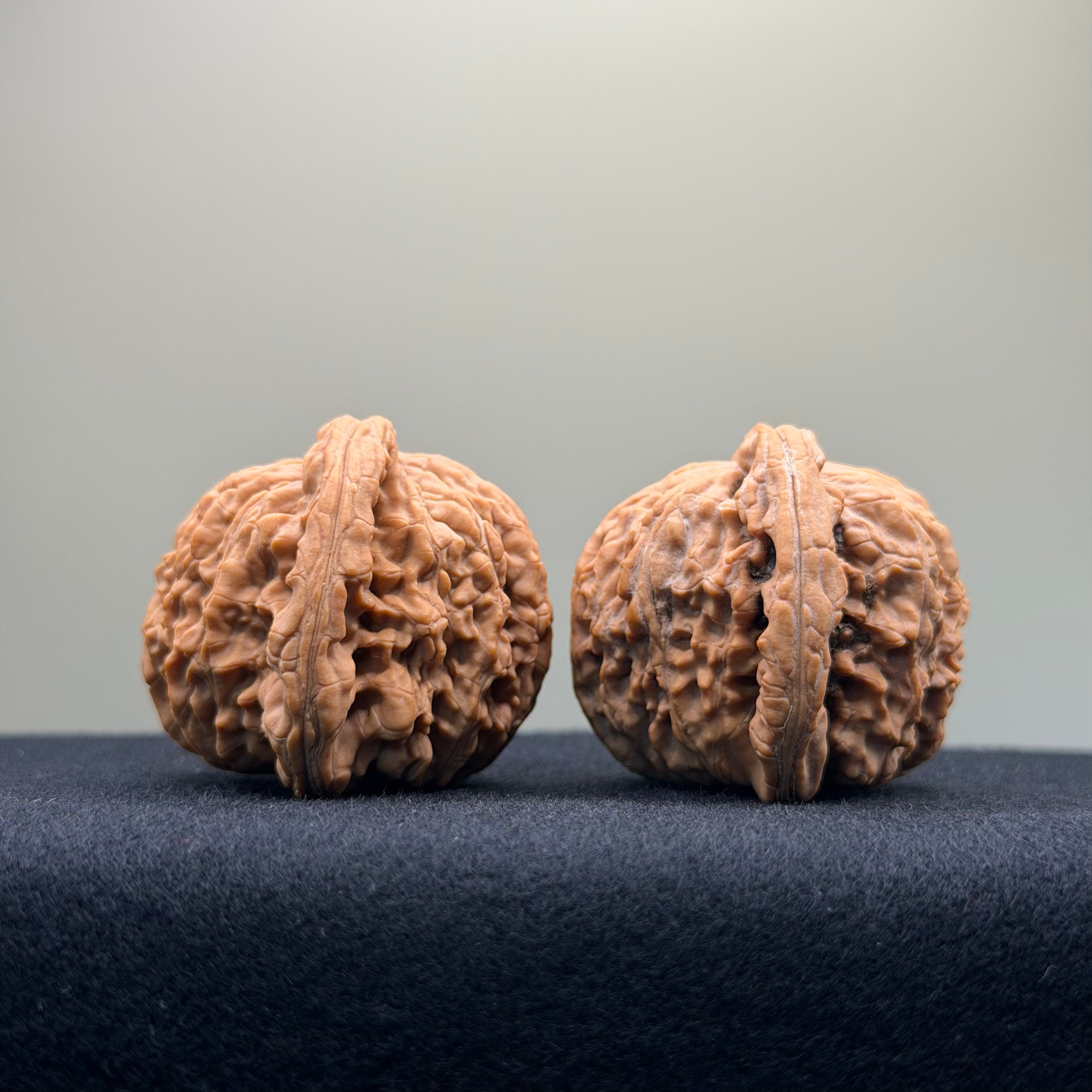 White Lion Wenwan Walnut · 40mm · Natural · Entry Ritual