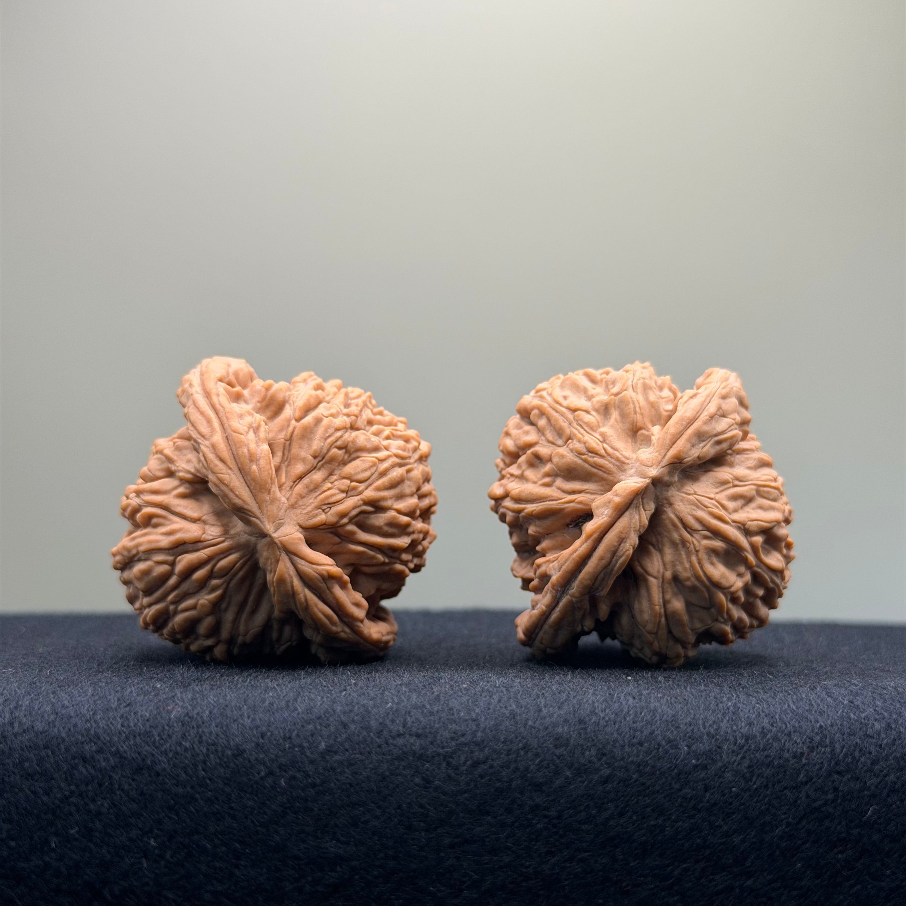 White Lion Wenwan Walnut · 40mm · Natural · Entry Ritual