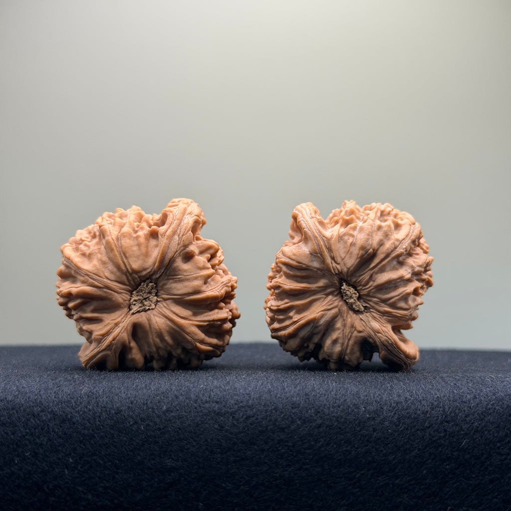 White Lion Wenwan Walnut · 40mm · Natural · Entry Ritual