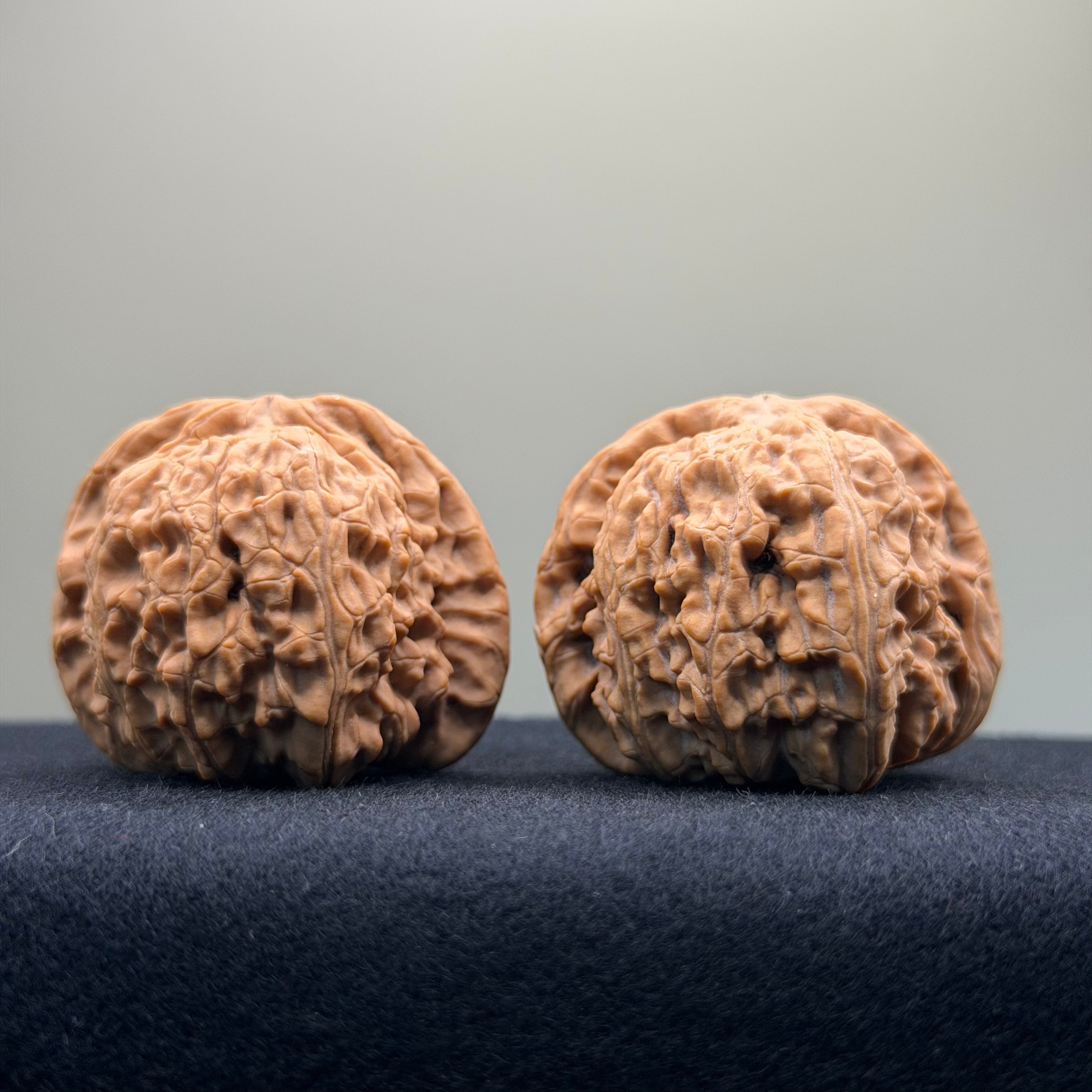 White Lion Wenwan Walnut · 41mm · Natural · Select Ritual