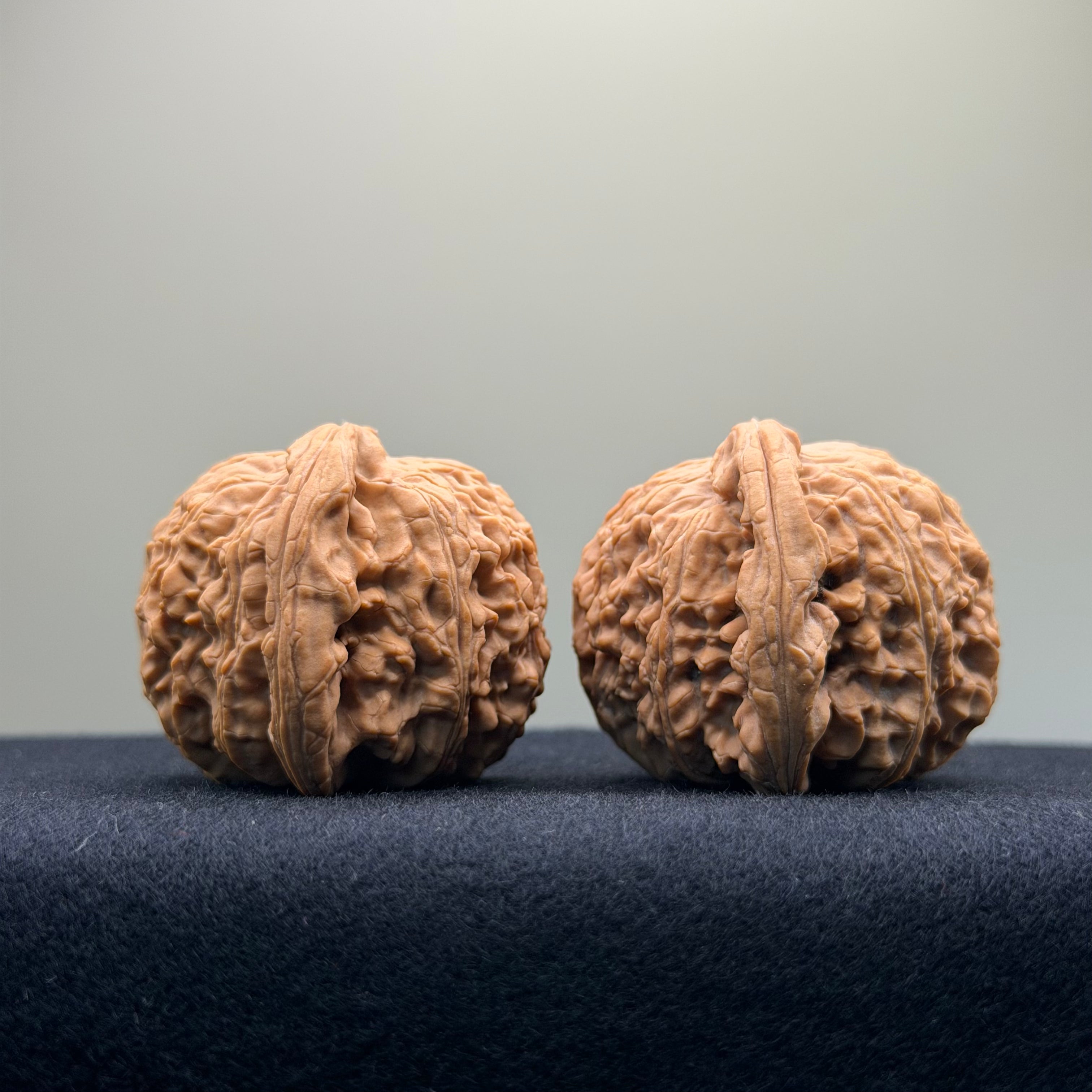 White Lion Wenwan Walnut · 41mm · Natural · Select Ritual
