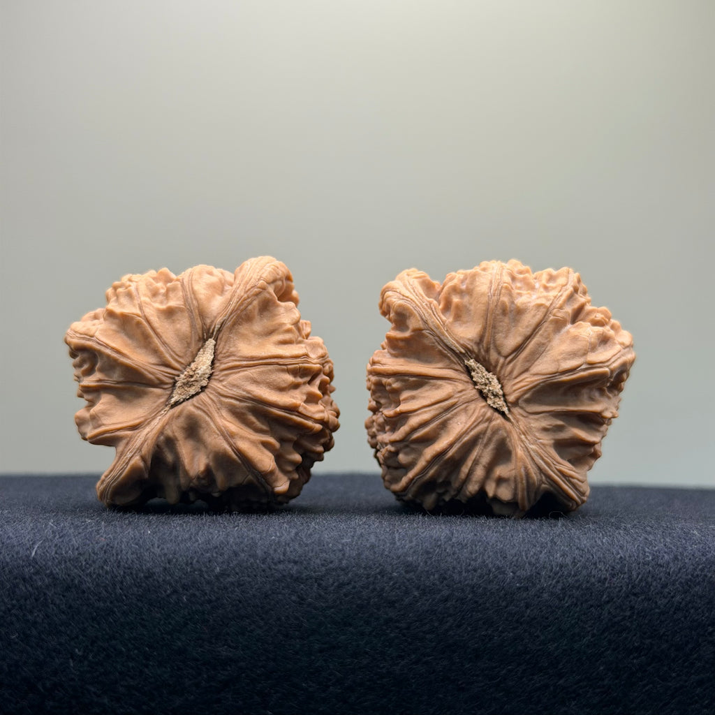 White Lion Wenwan Walnut · 41mm · Natural · Select Ritual