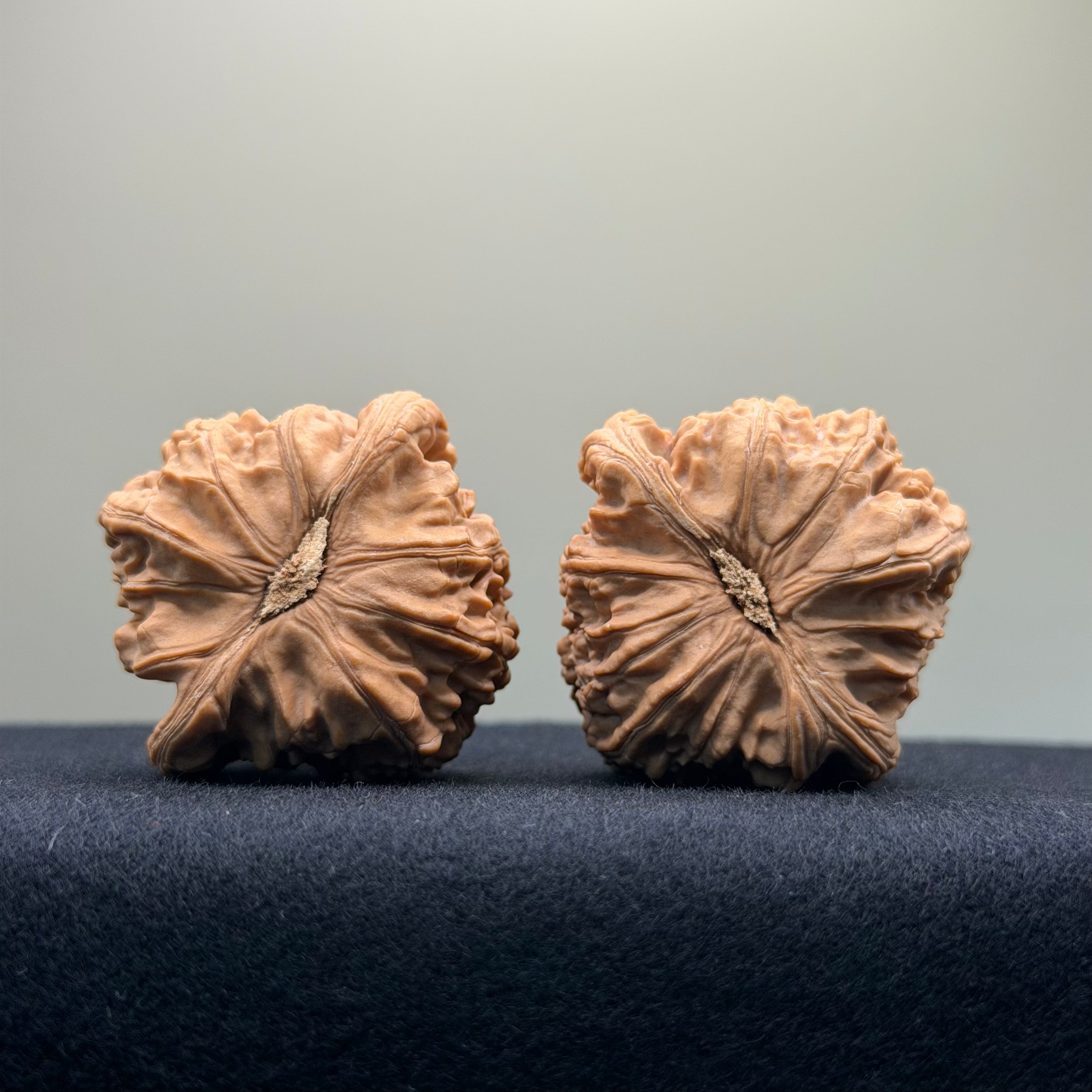 White Lion Wenwan Walnut · 41mm · Natural · Select Ritual