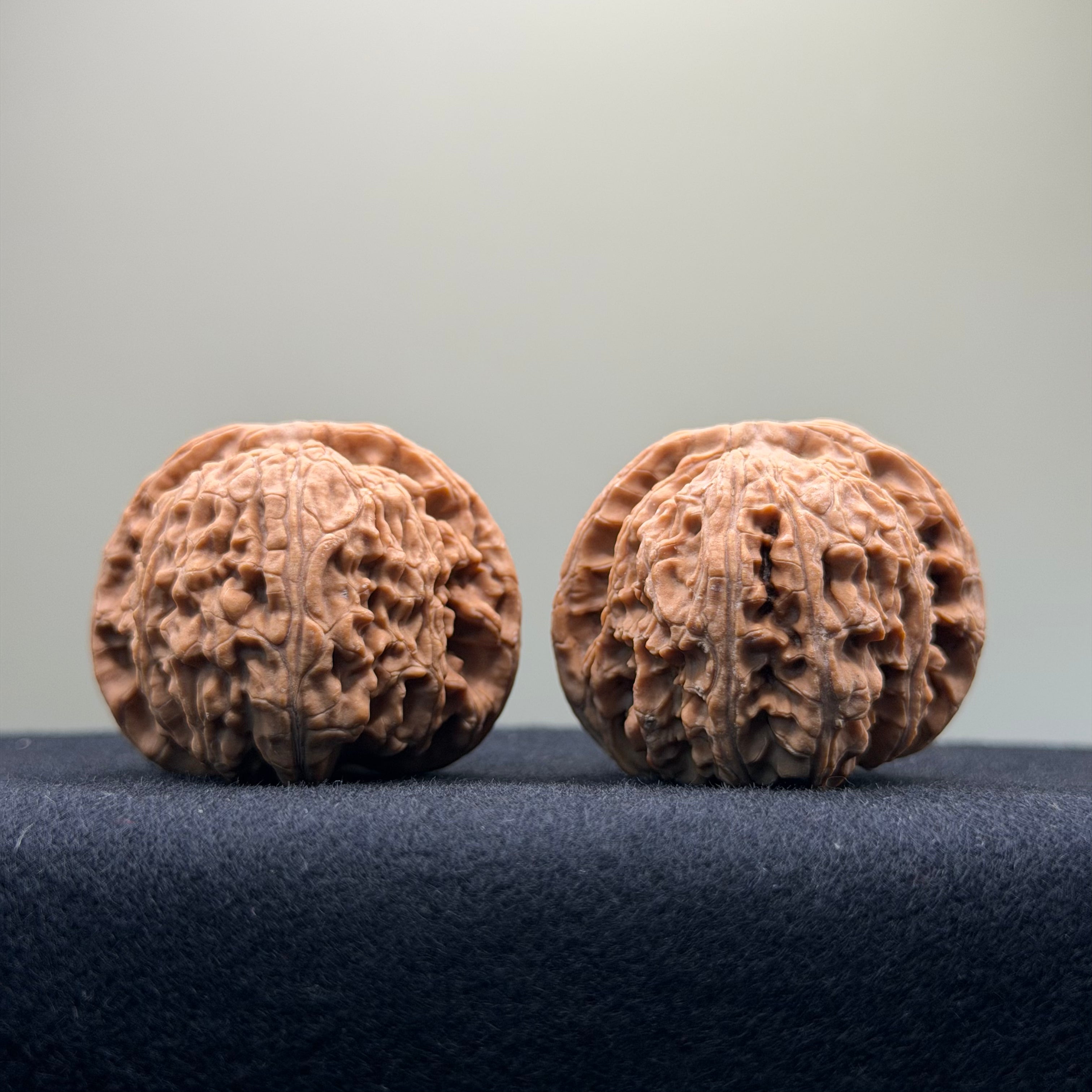 White Lion Wenwan Walnut · 40mm · Natural · Select Ritual