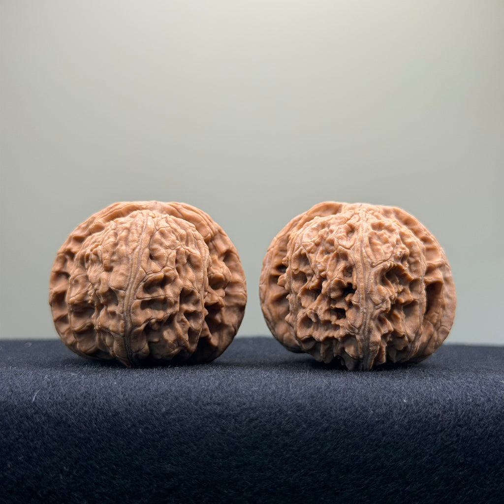 White Lion Wenwan Walnut · 40mm · Natural · Select Ritual