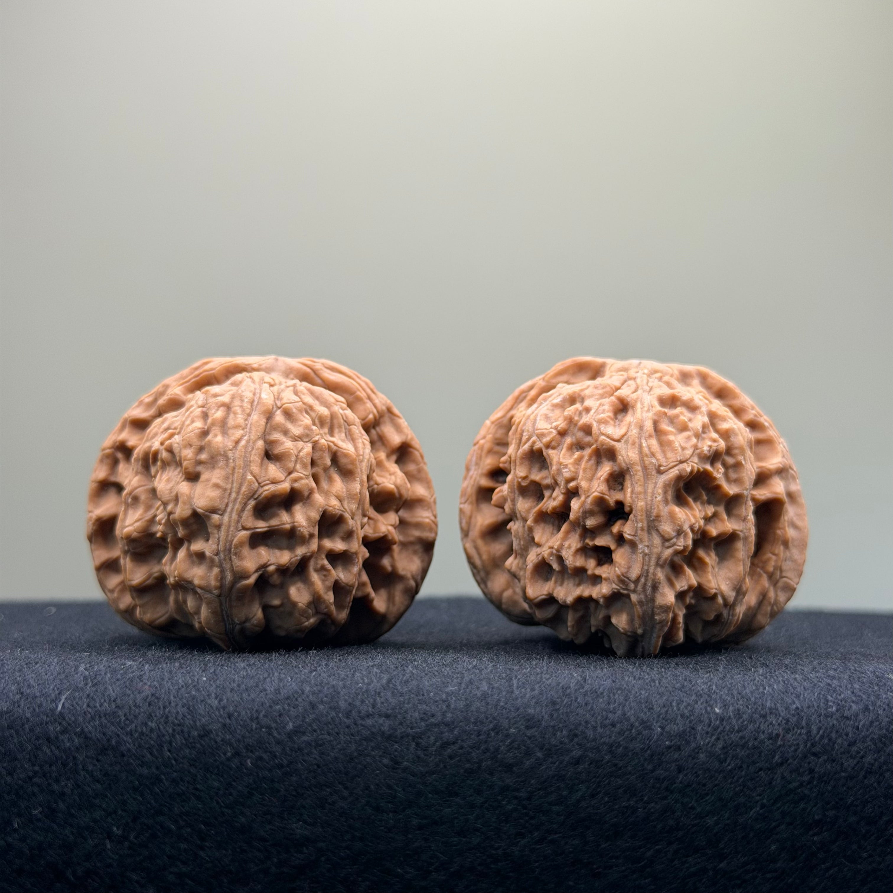 White Lion Wenwan Walnut · 40mm · Natural · Select Ritual