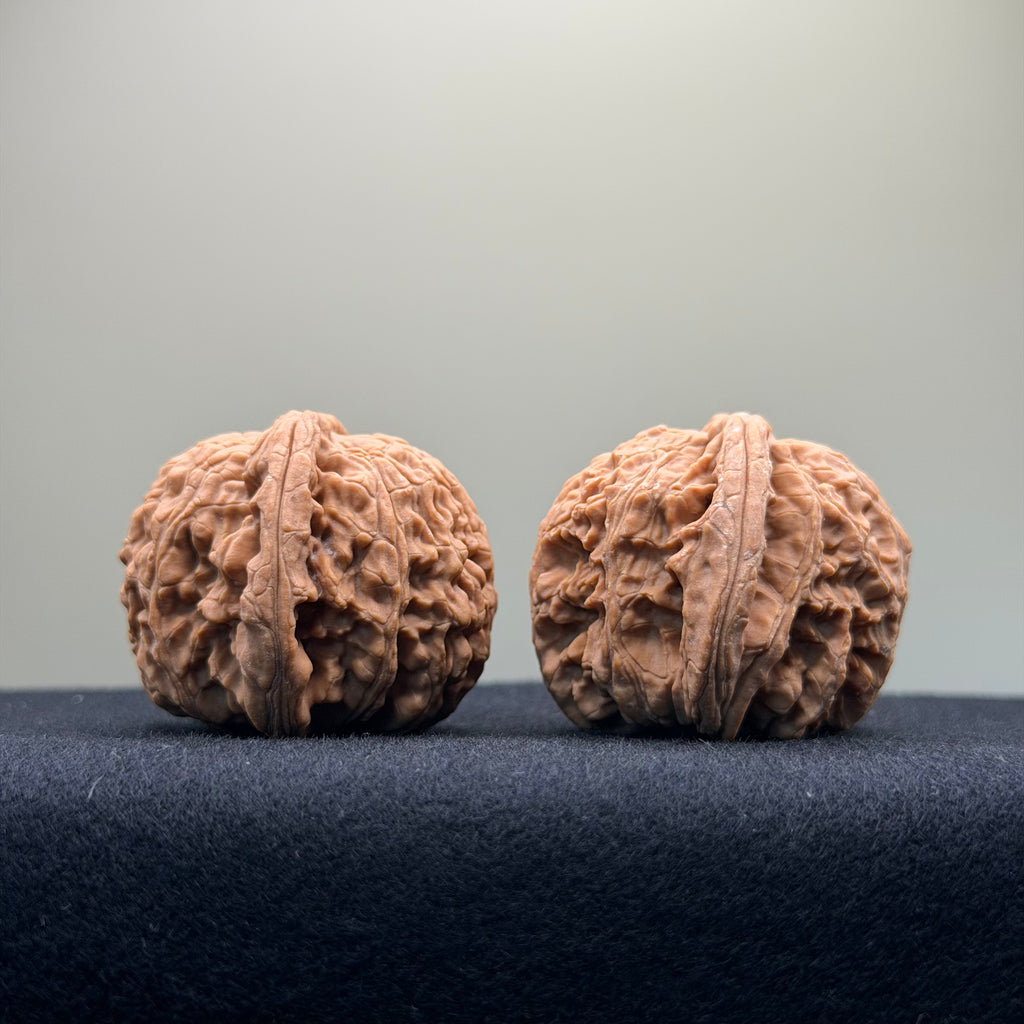 White Lion Wenwan Walnut · 40mm · Natural · Select Ritual