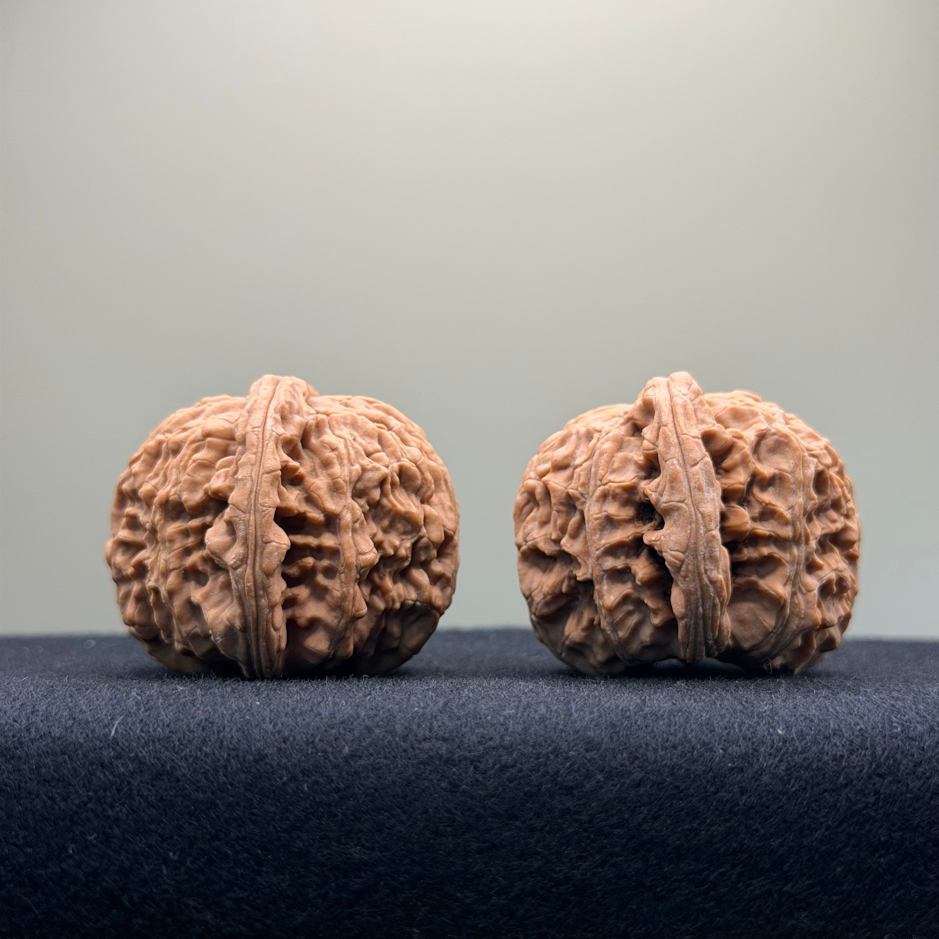 White Lion Wenwan Walnut · 40mm · Natural · Select Ritual