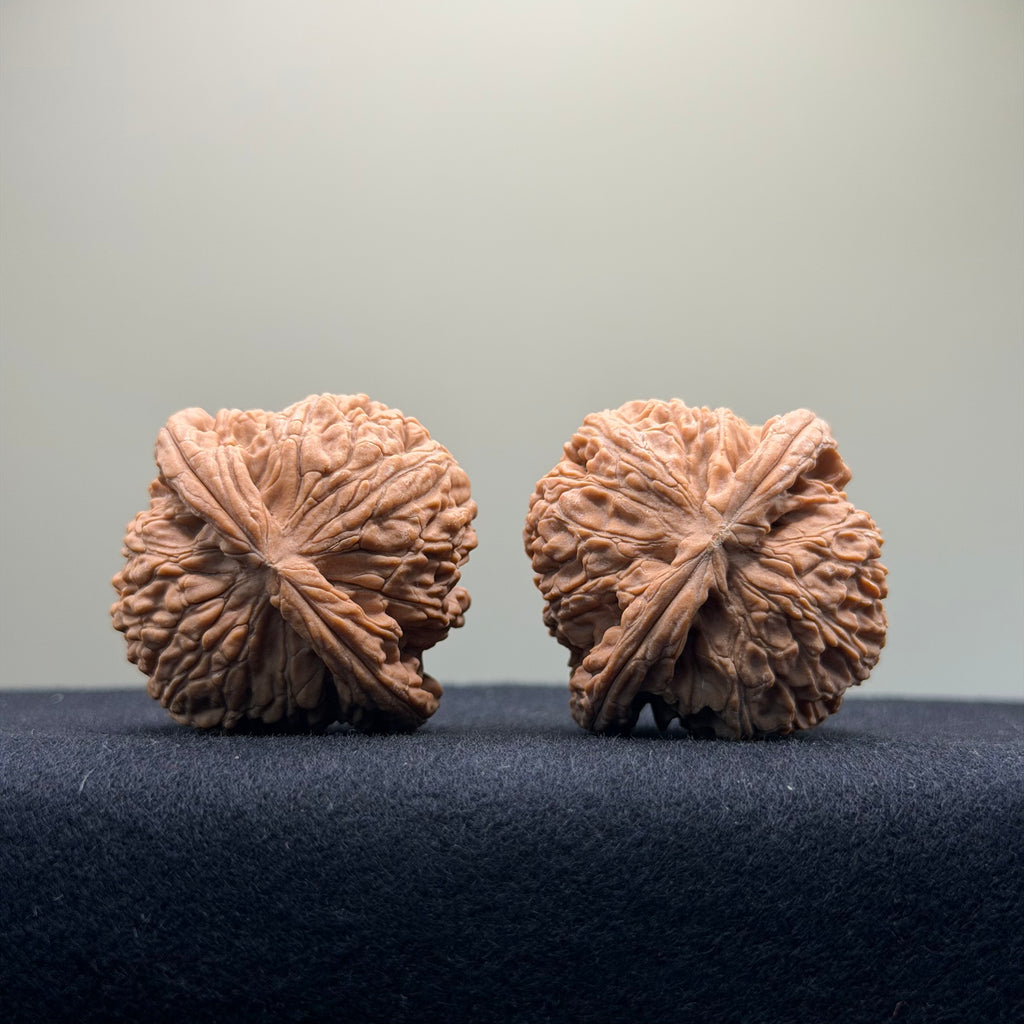 White Lion Wenwan Walnut · 40mm · Natural · Select Ritual