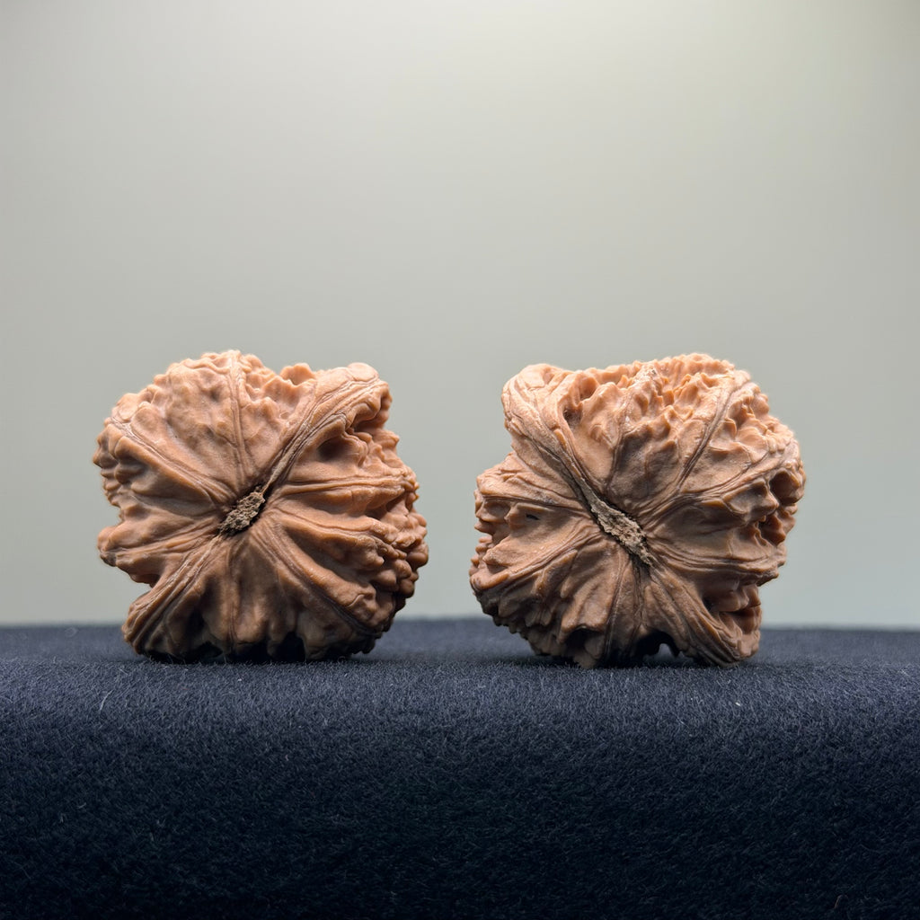 White Lion Wenwan Walnut · 40mm · Natural · Select Ritual